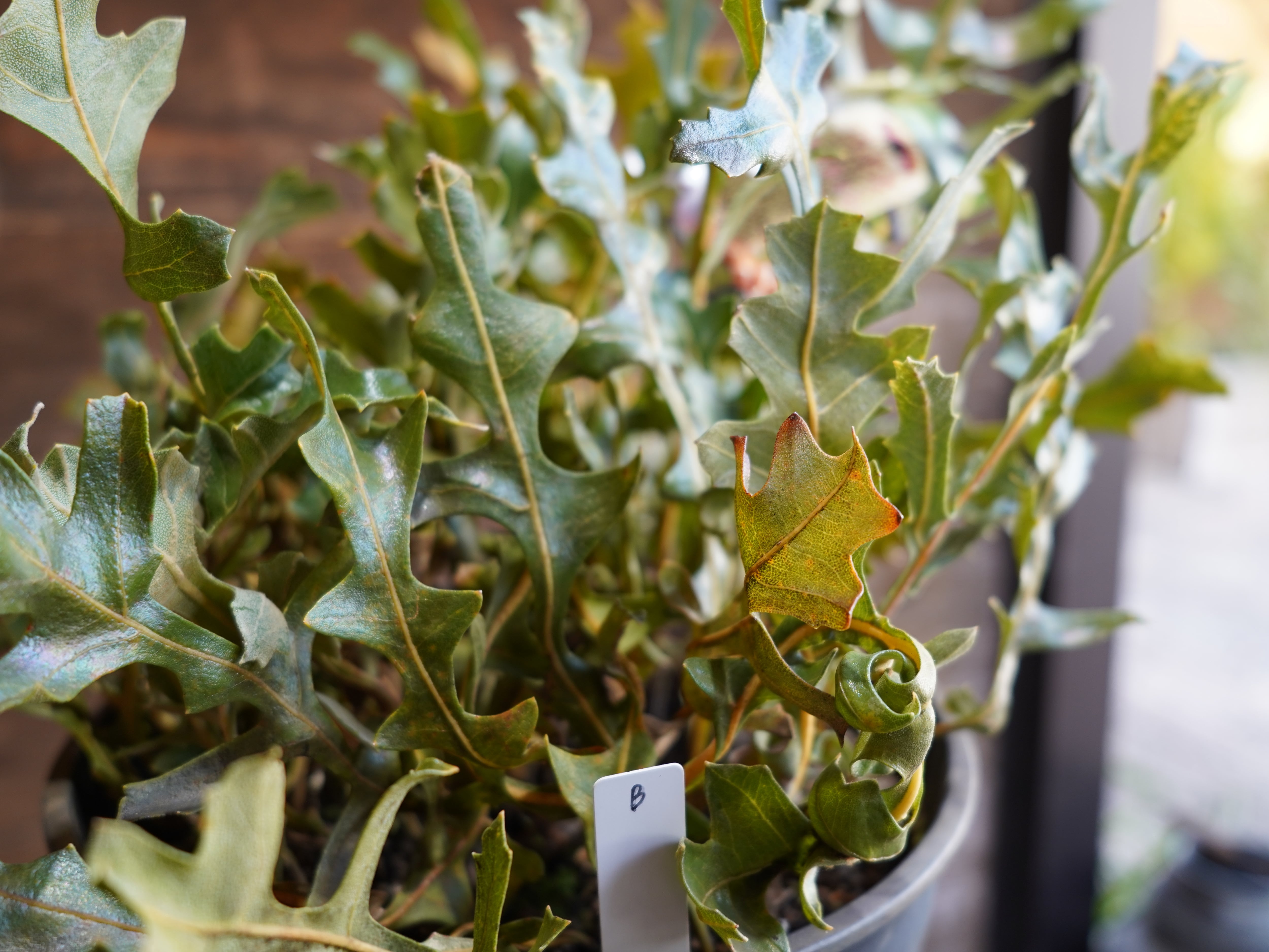 【現物】バンクシア　"レペンス"　B