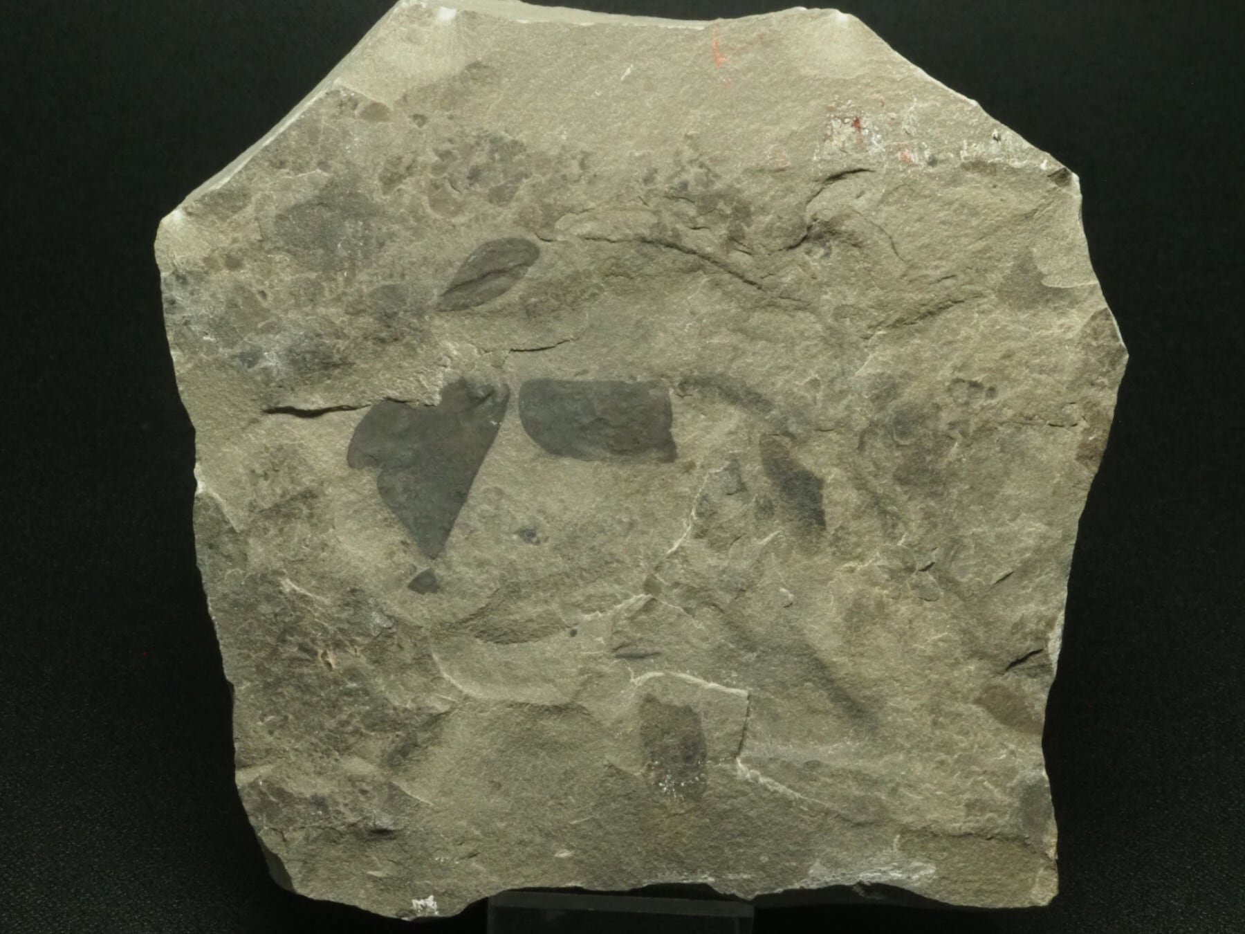 横向き！？ウミサソリの化石【Eurypterus remipes】【1315g】アメリカ