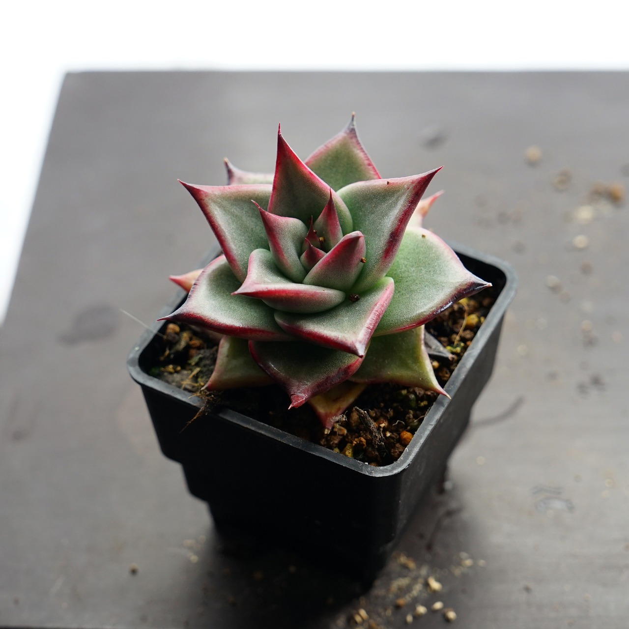 選べる抜き苗 アガボイデス エボニー 実生 Echeveria agavoides 'Evony'