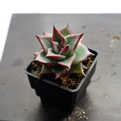 選べる抜き苗 アガボイデス エボニー 実生 Echeveria agavoides 'Evony'