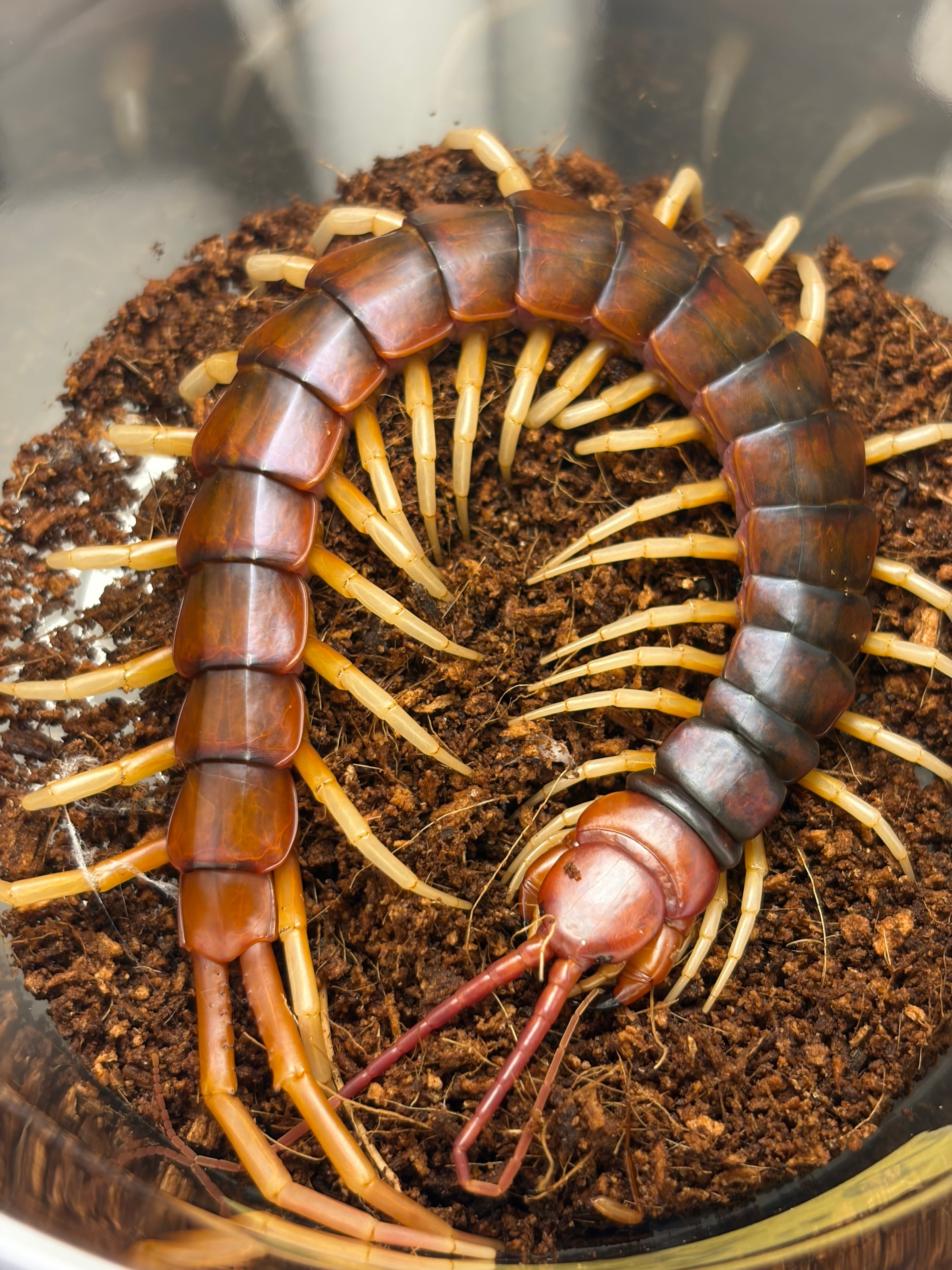 百足最大種】ペルビアンジャイアントオオムカデセンチピード 全長13cm