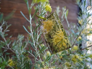 【現物】グレビレア　”レモンスプリーム”