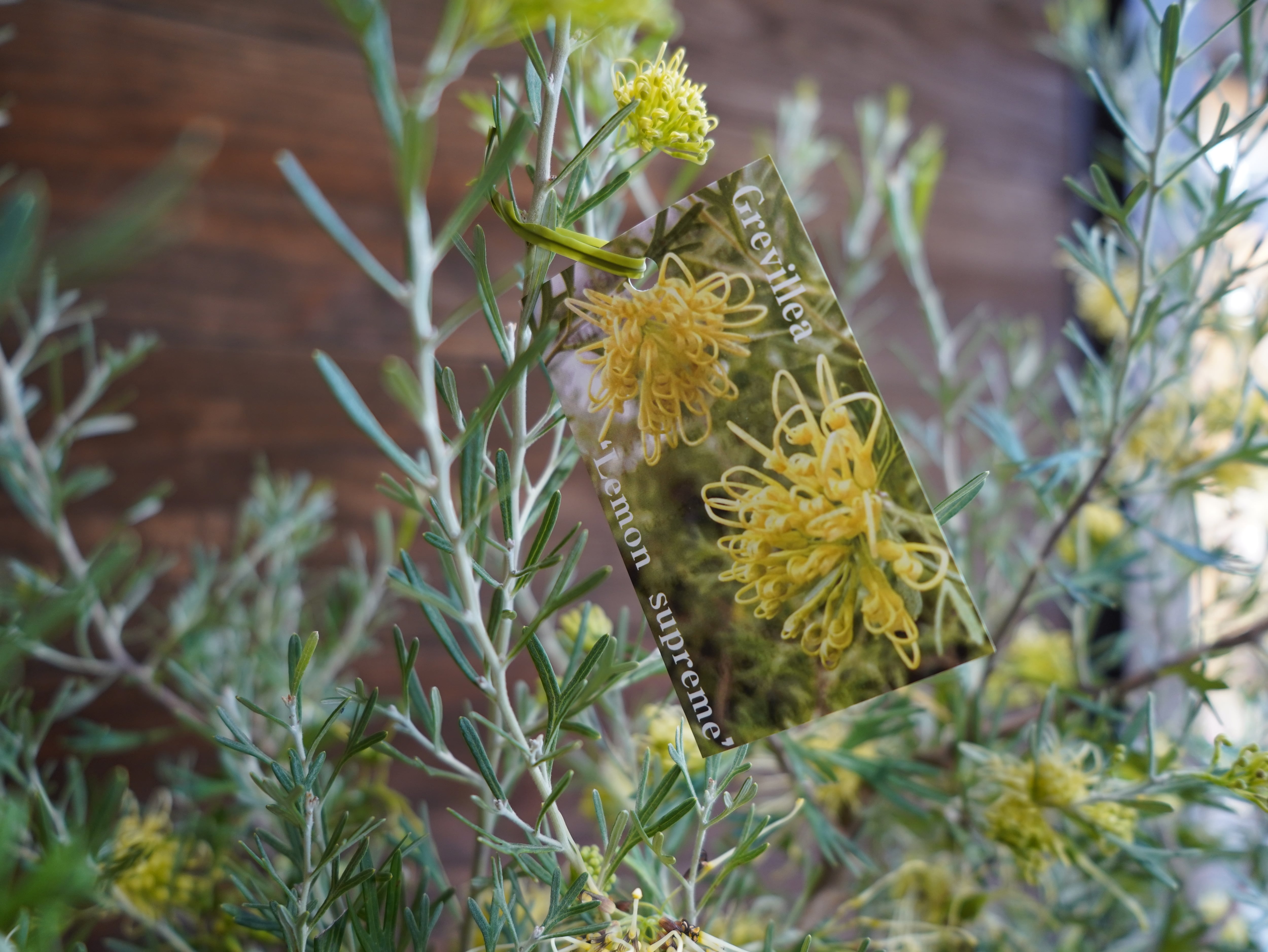 【現物】グレビレア　”レモンスプリーム”