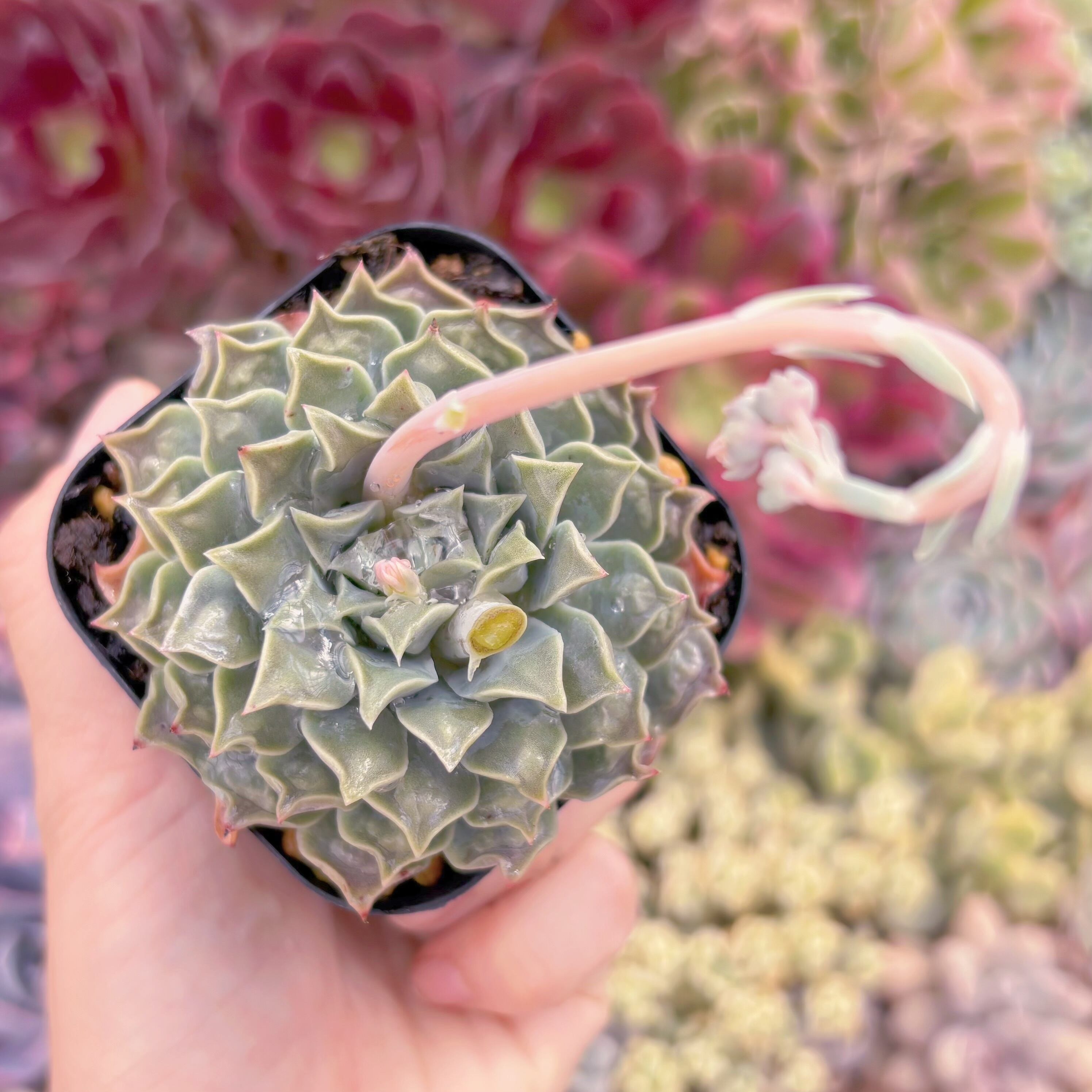 現品　ハートチョイス#B61　るる農園