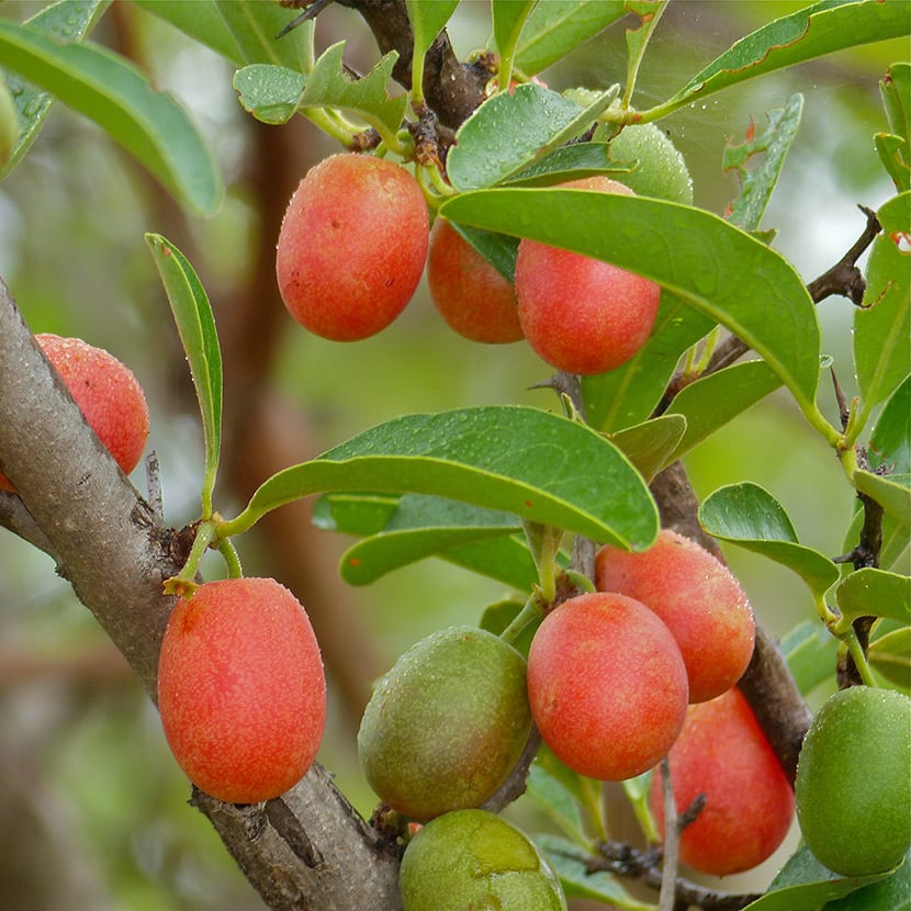キシメニアオイル 100% オーガニック 不飽和脂肪酸 20ml入 天然 Pure Ximenia Oil 無添加 シリコンフリー 香料フリー 着色料フリー ジンバブエ