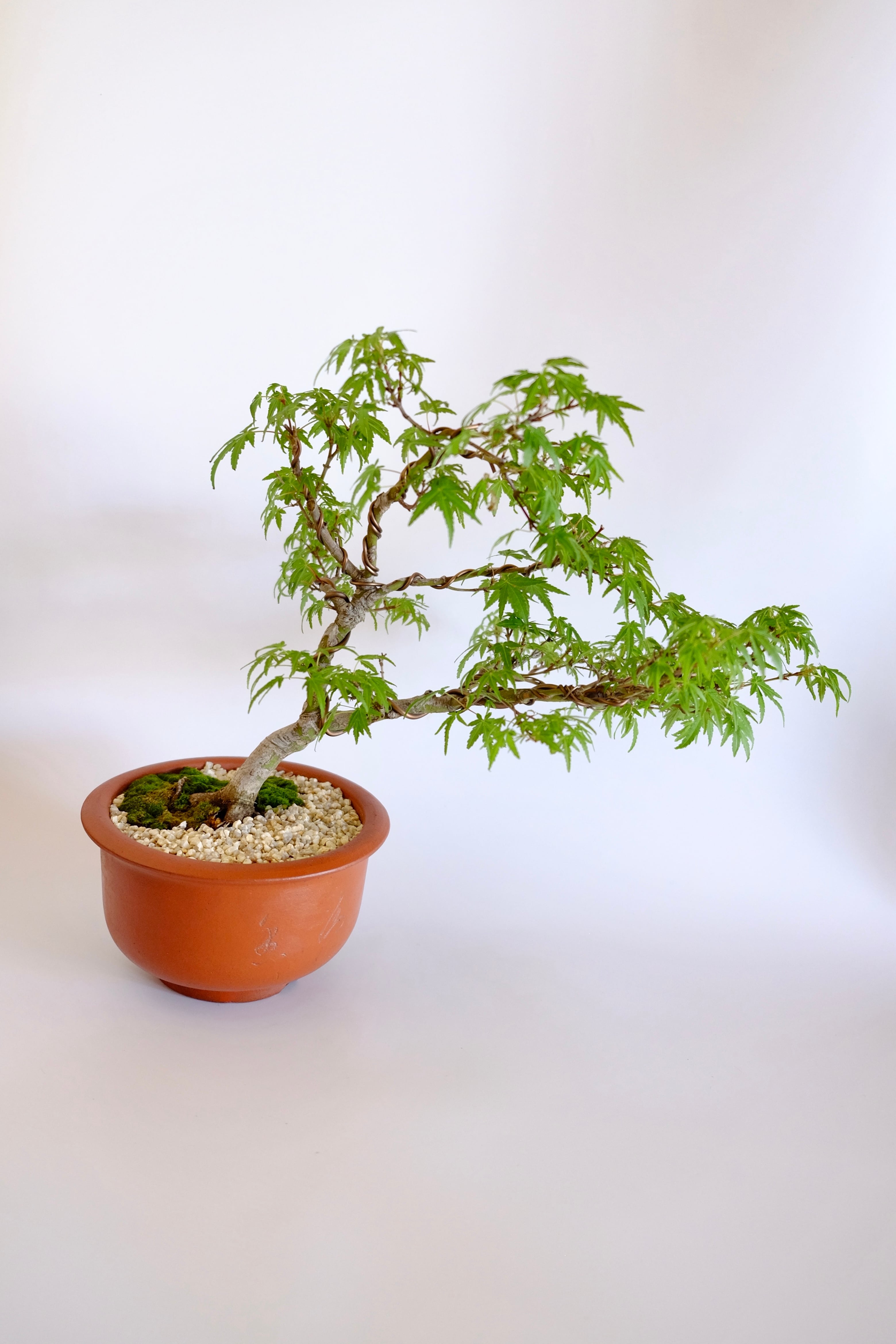 17. 行姫紅葉 Yukihime momiji (Yukihime maple） | BONSAI CLUB TOKYO