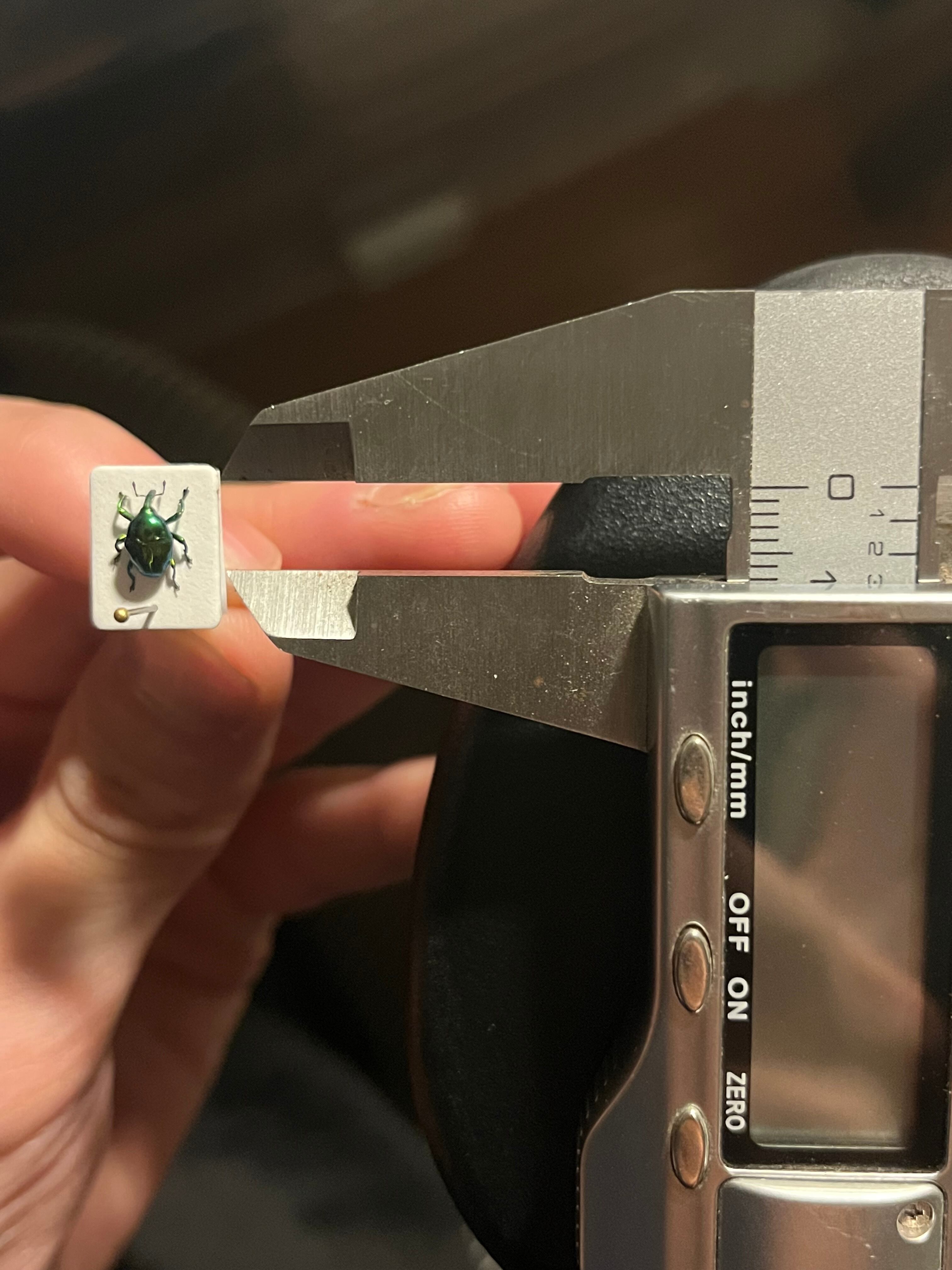 7mm】緑ホウセキヒメカタゾウムシ 目玉！超美麗種 Eurhinus sp. 大粒