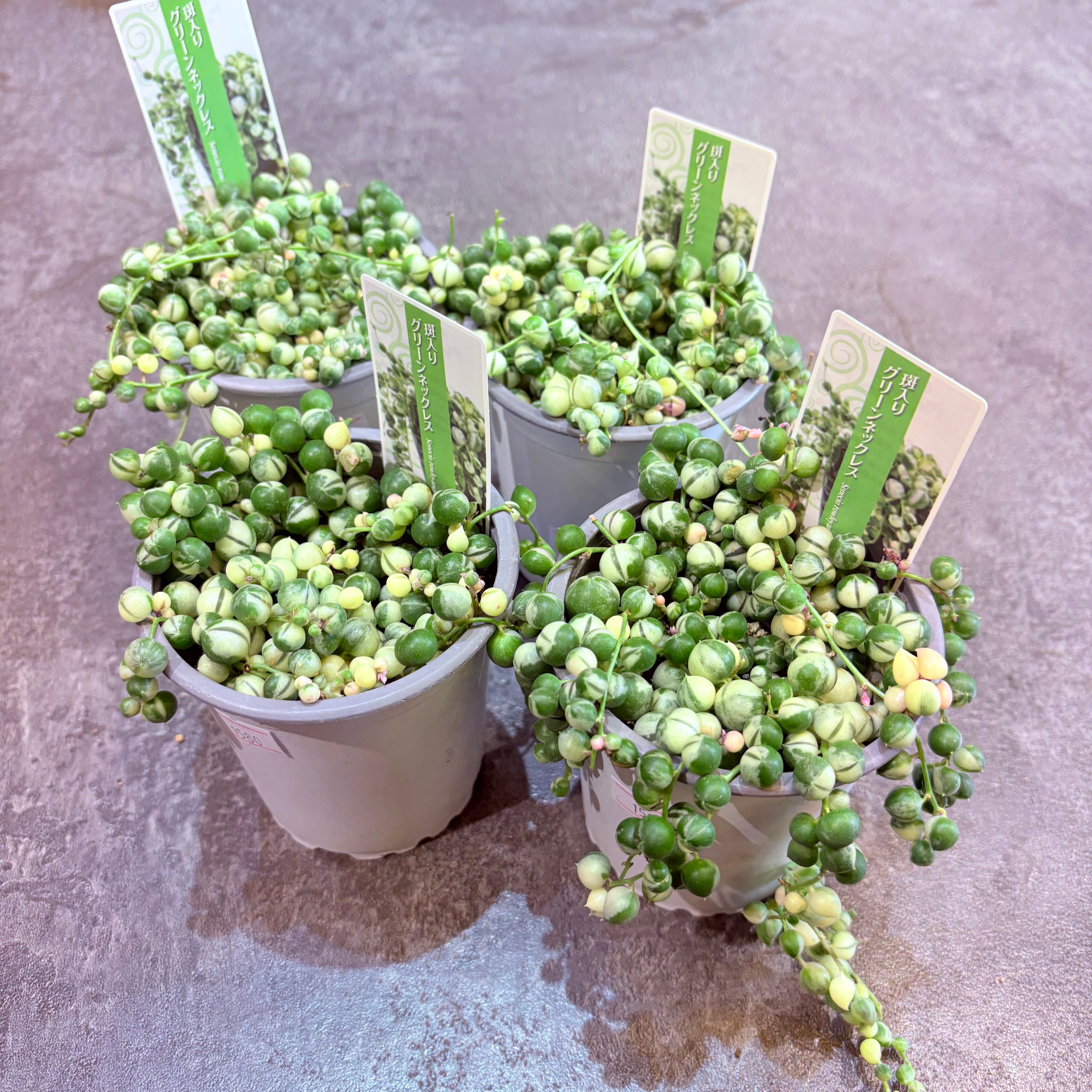 グリーンネックレス斑入り 3号 | Green Vibes 宇都宮市の観葉植物専門店