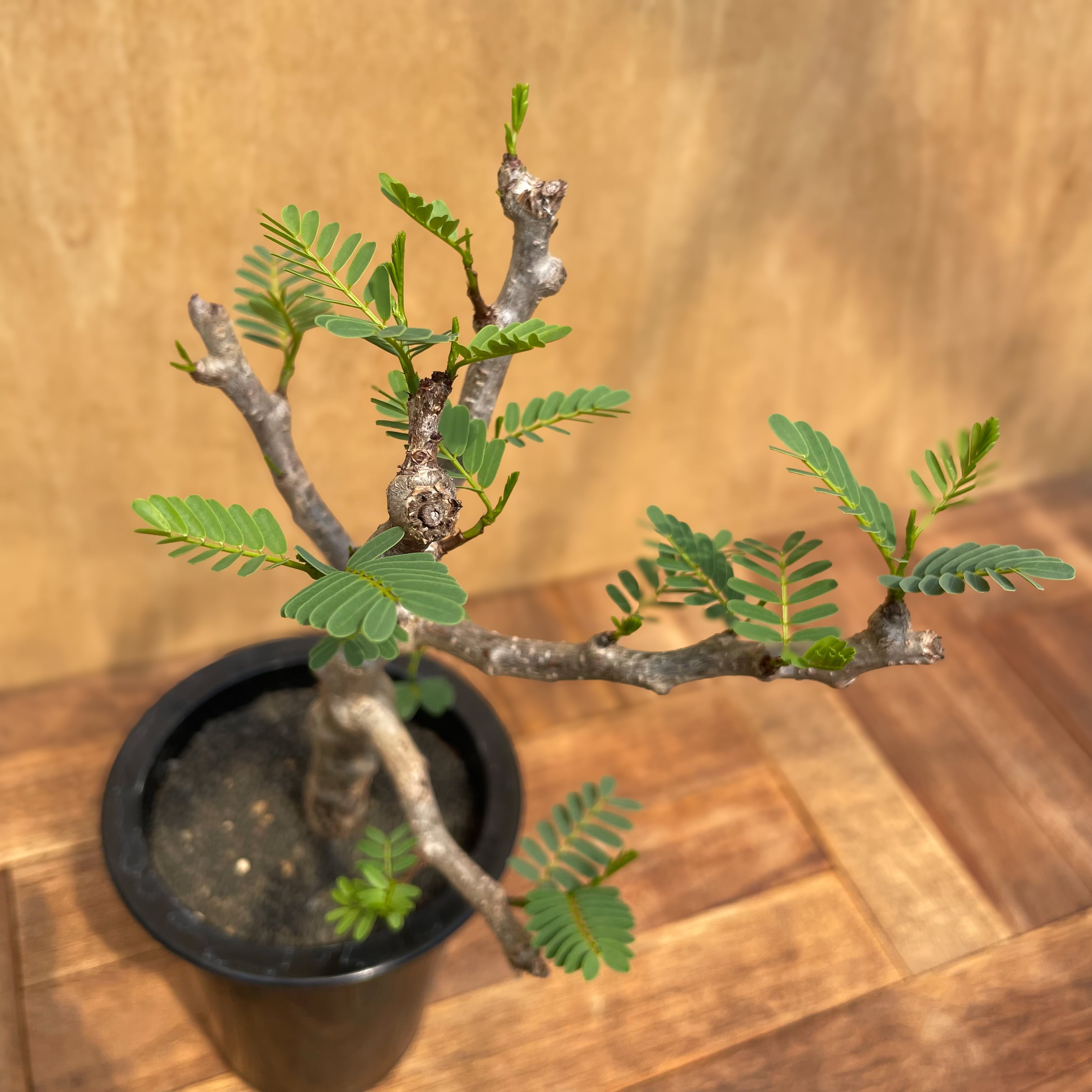 Senna meridionalis【センナ・メリディオナリス・実生