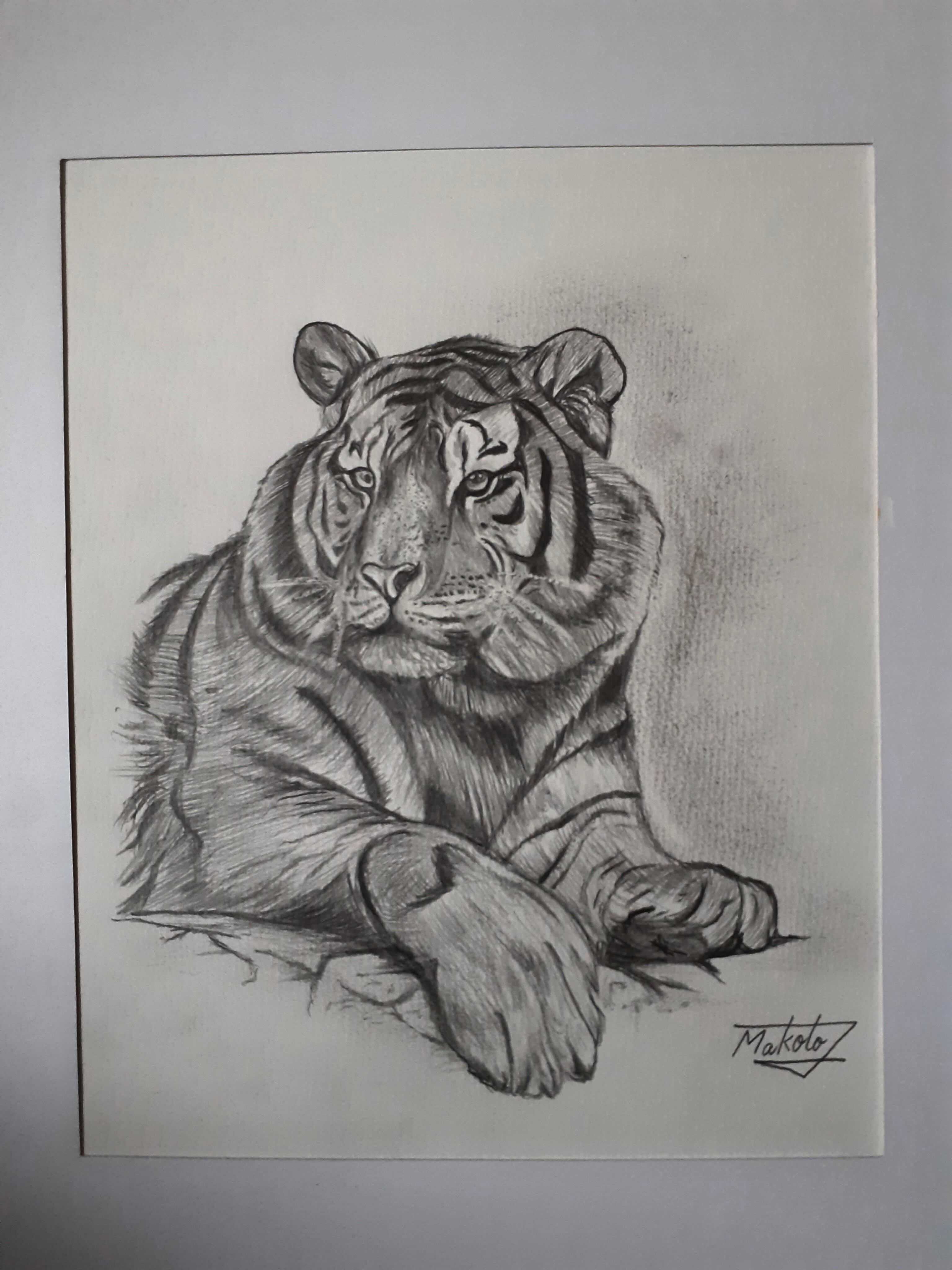 鉛筆画 タイガー | 工房 和み