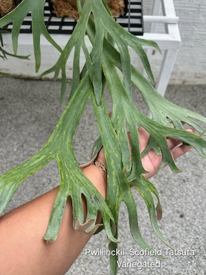 P.Emma × P.willinckii Scofield Tatsuta Variegated 【artPLANTs/PLANTS GARAGE 】ビカクシダ#Platycerium
