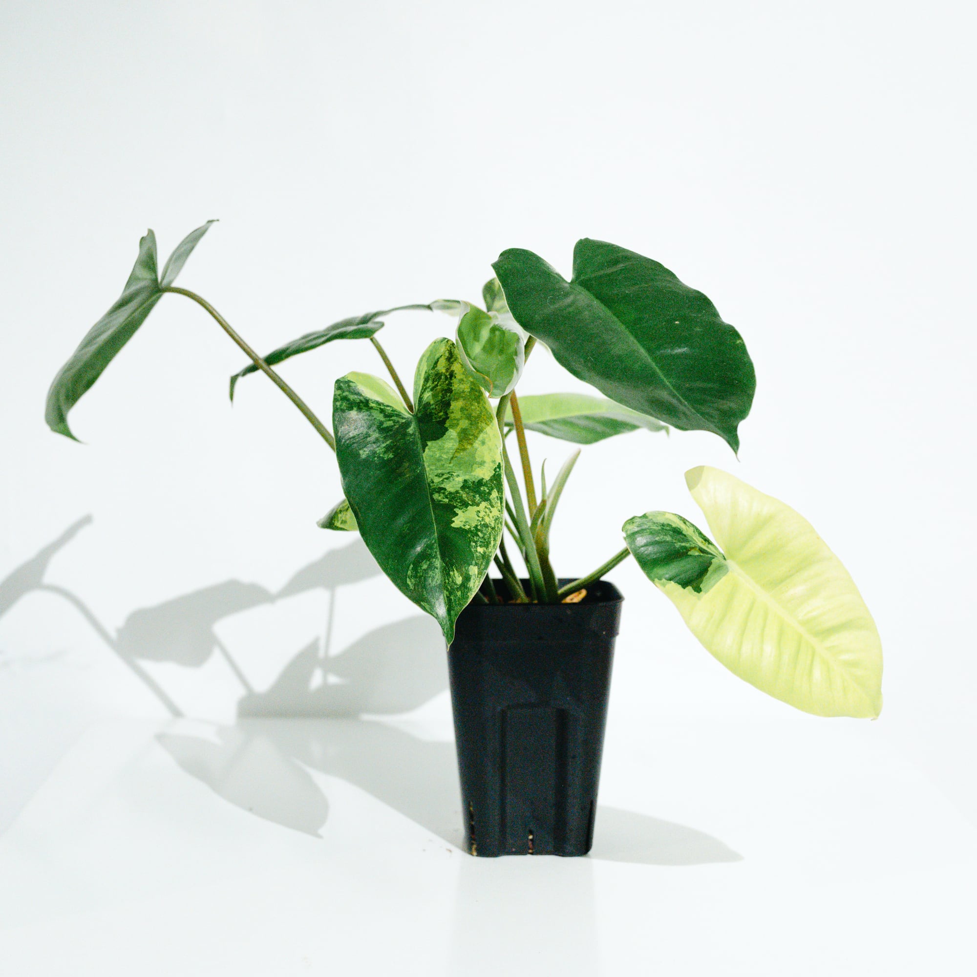 Hoya Silver dollar ホヤ　シルバーダラー Hoya Silver dollar ホヤ シルバー ダラー ホヤ 希少 ホヤ植物