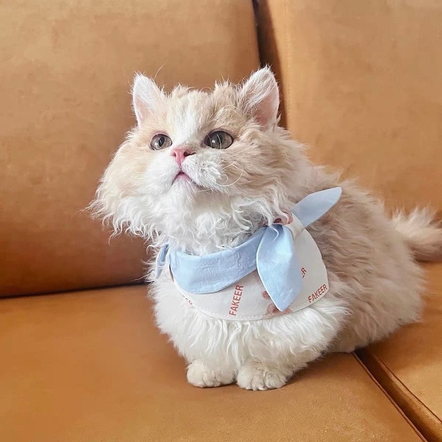 テディベアリボン&ネクタイ islet 猫