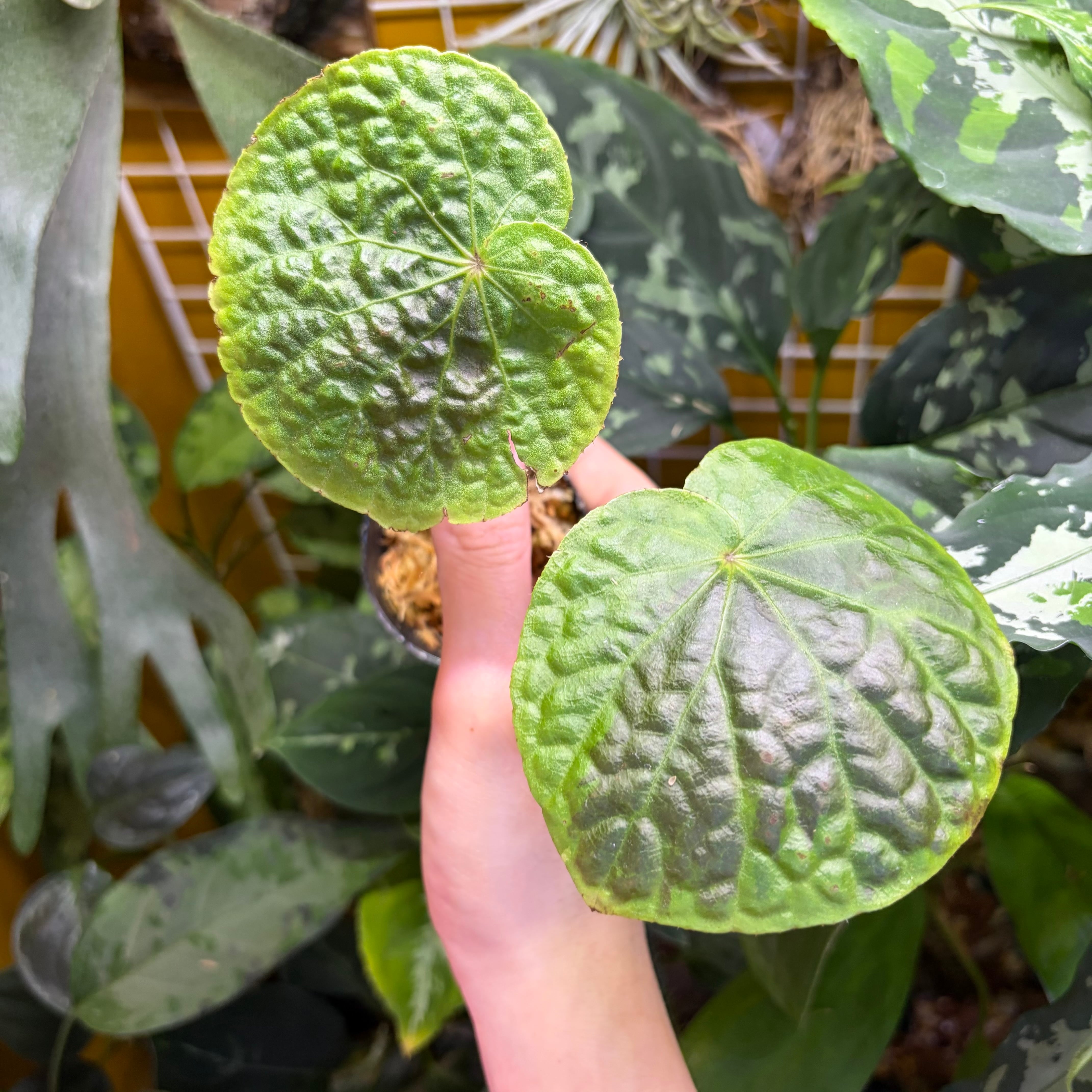 Begonia sp.Lang son ベトナム　原種ベゴニア　増殖株 Begonia sp. Gabon 原種ベゴニア | 熱帯雨林植物専門店 トイ吉園芸