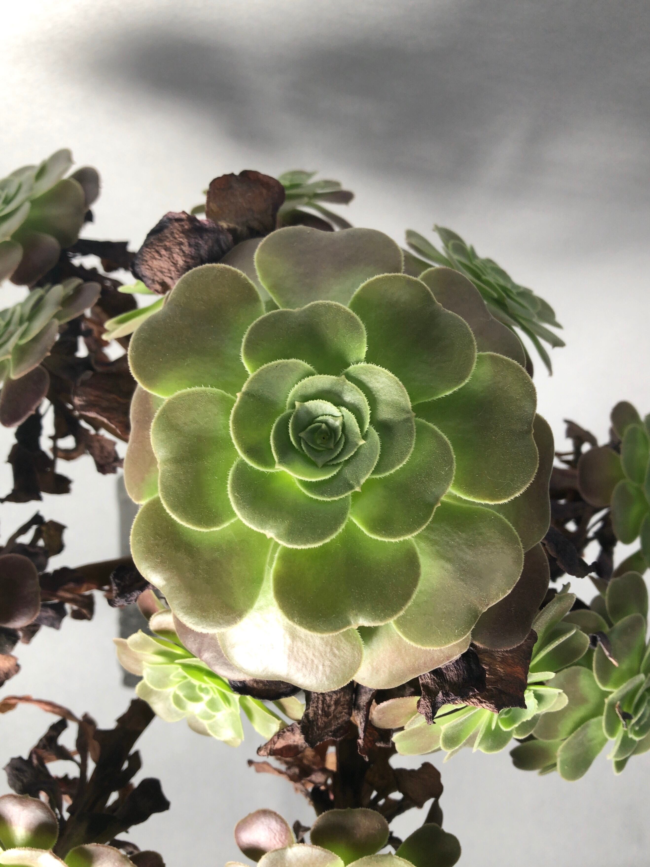 アエオニウム・黒法師 | trigger