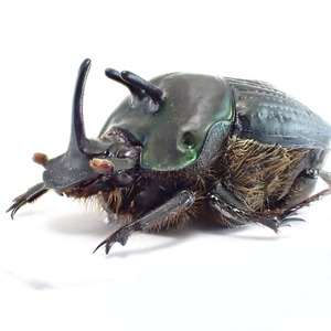 フランス領ギアナ産 Phanaeus bispinus ♂♀ 15mm/16mm