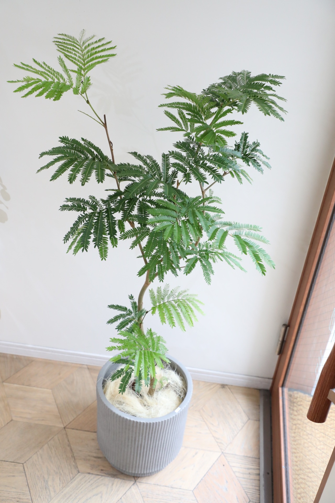 【L/130cm】エバーフレッシュ /Pithecellobium confertum ever fresh