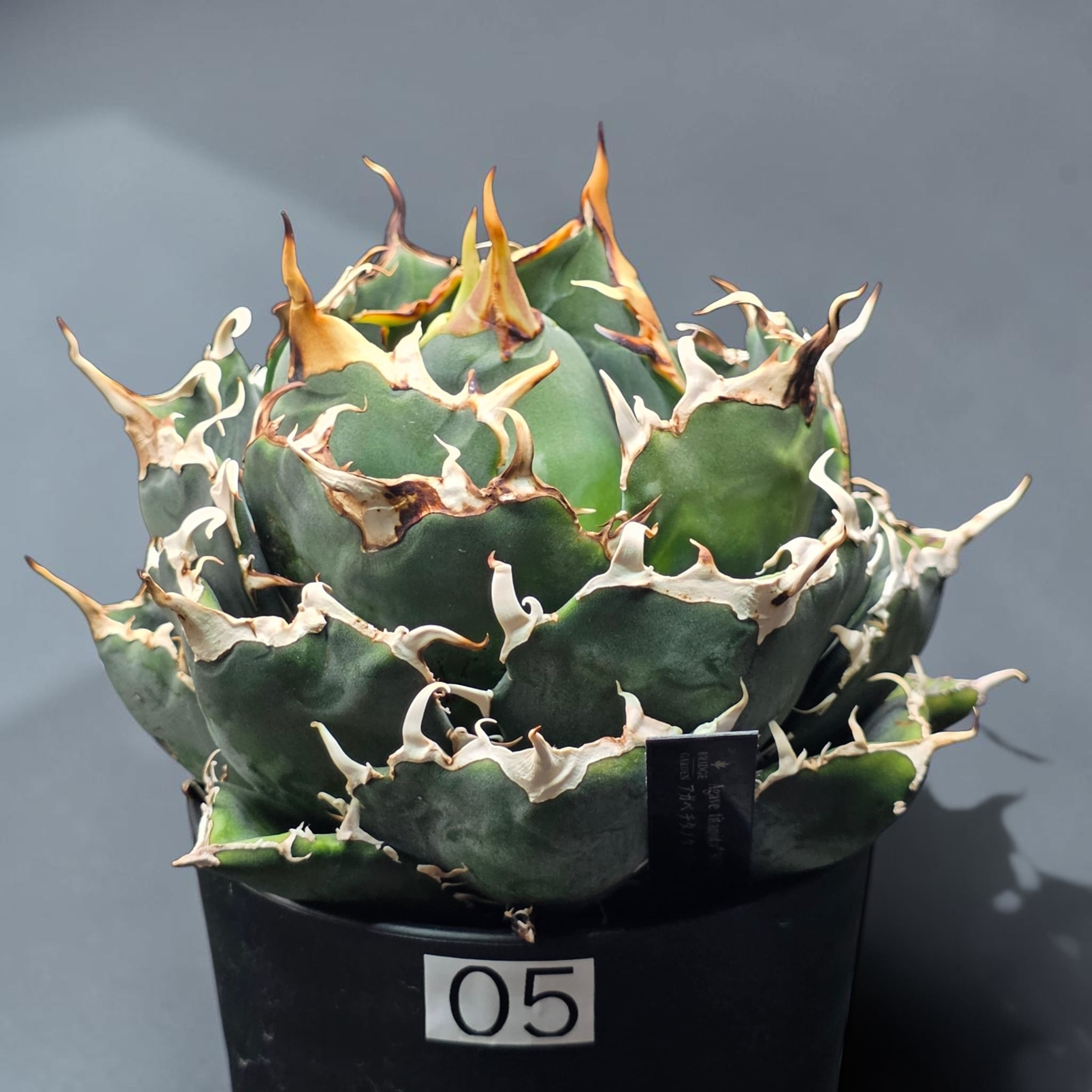 アガベ チタノタ 白鯨 (Agave titanota 'Hakugei') | BRIDGE GARDEN