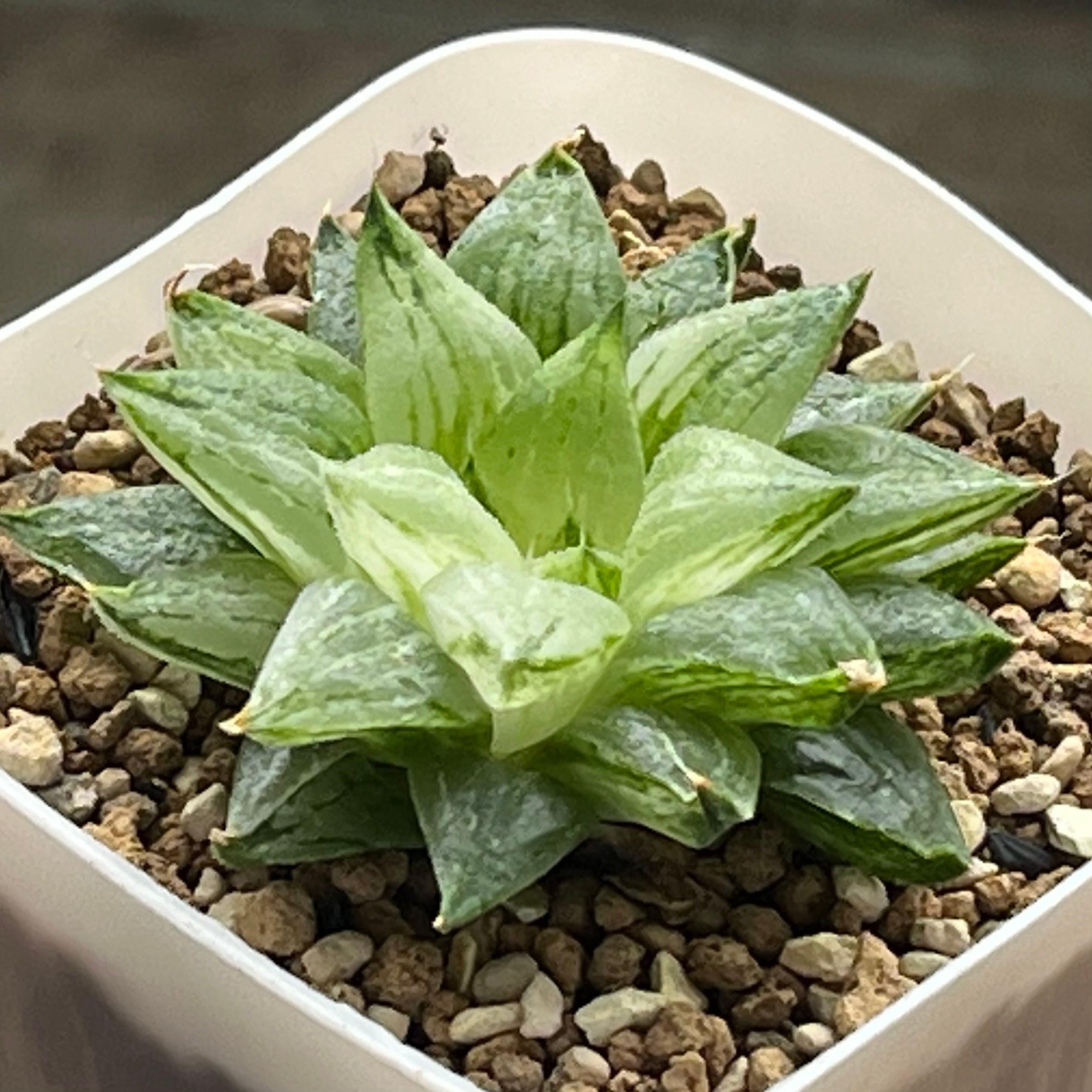 多肉植物 ハオルチア 狼蛛錦 ハオルチア 狼蛛錦 | mocono_plants