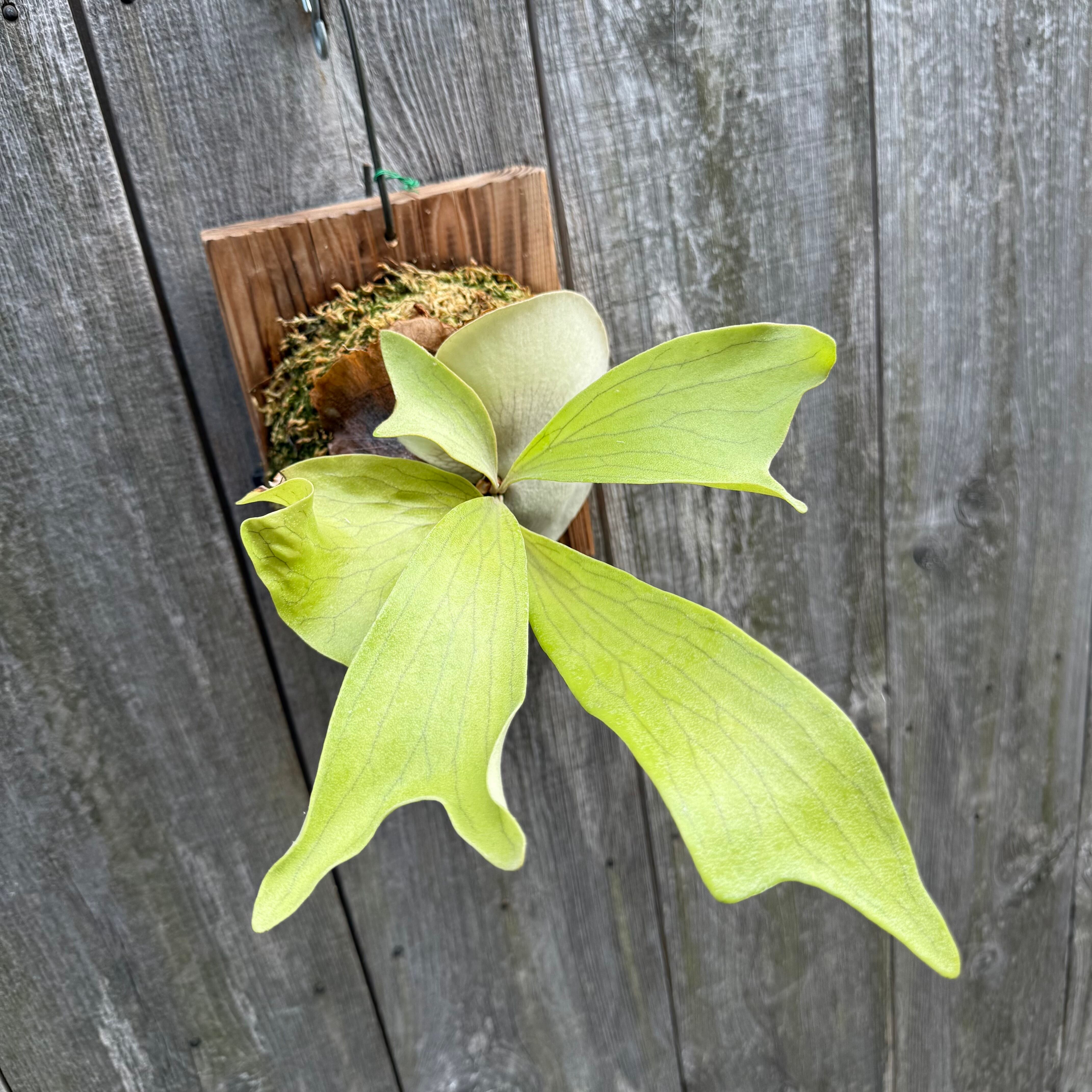 P.hillii Kylin (from Yot) | naturefix