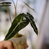 アロカシア バンビーノ イエロー / Alocasia bambino variegated 'Yellow'⑮ / 観葉植物