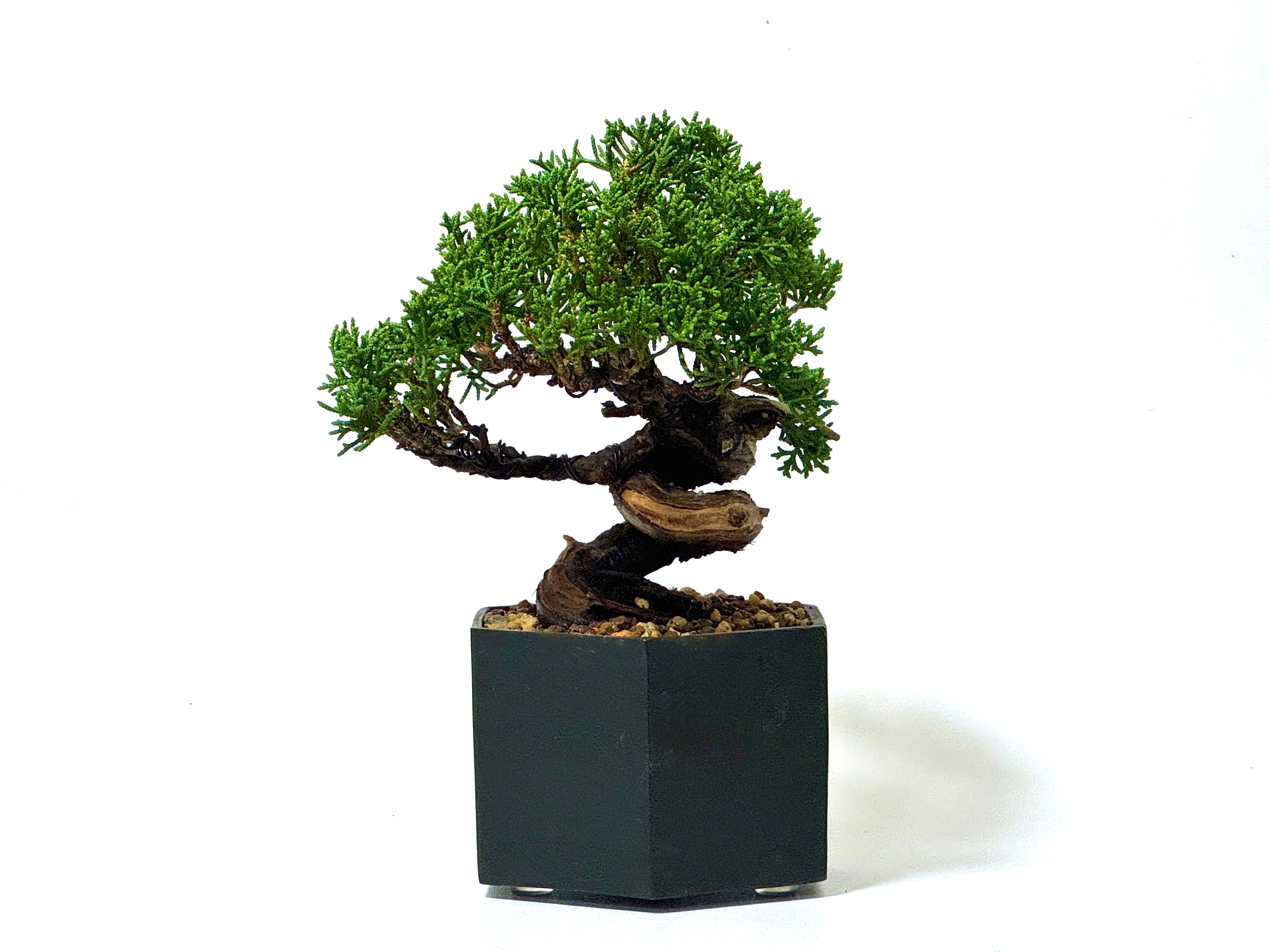 石化檜（Petrified hinoki） | 369 BONSAI™︎