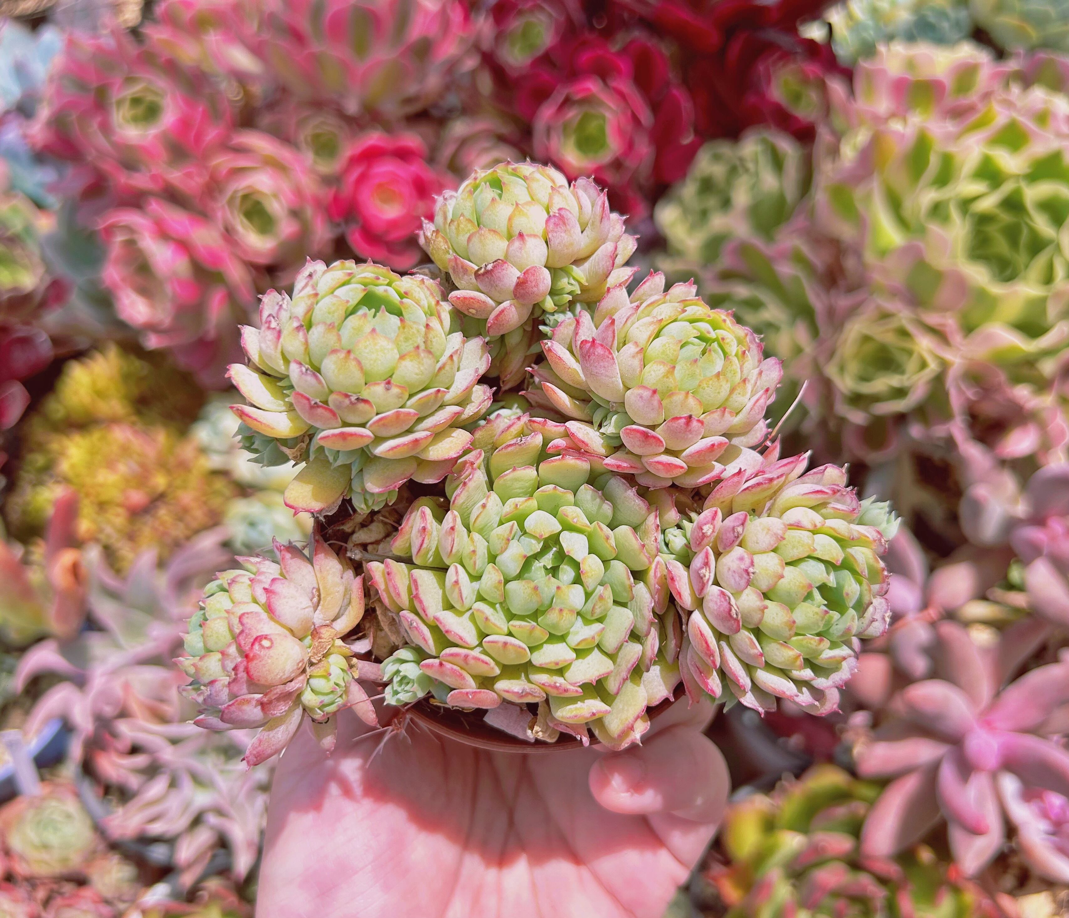 #222現物　多肉植物　Echeveria グロブローサx静夜