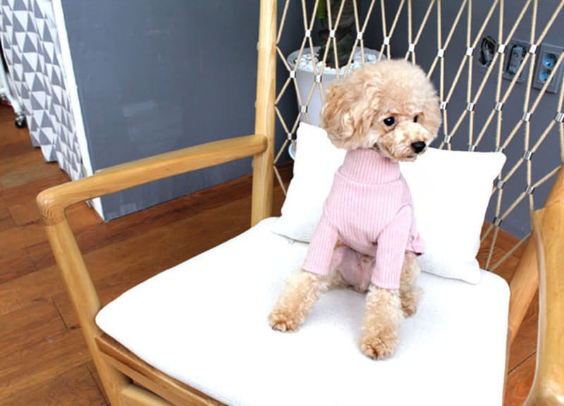 pastel highneck knit top S ~ XL 5color  /  犬服 新作 ドッグウェア シンプル  長袖 小型犬 中型犬 ペット用品 パステルカラー ハイネック ニット トップス ペット洋服