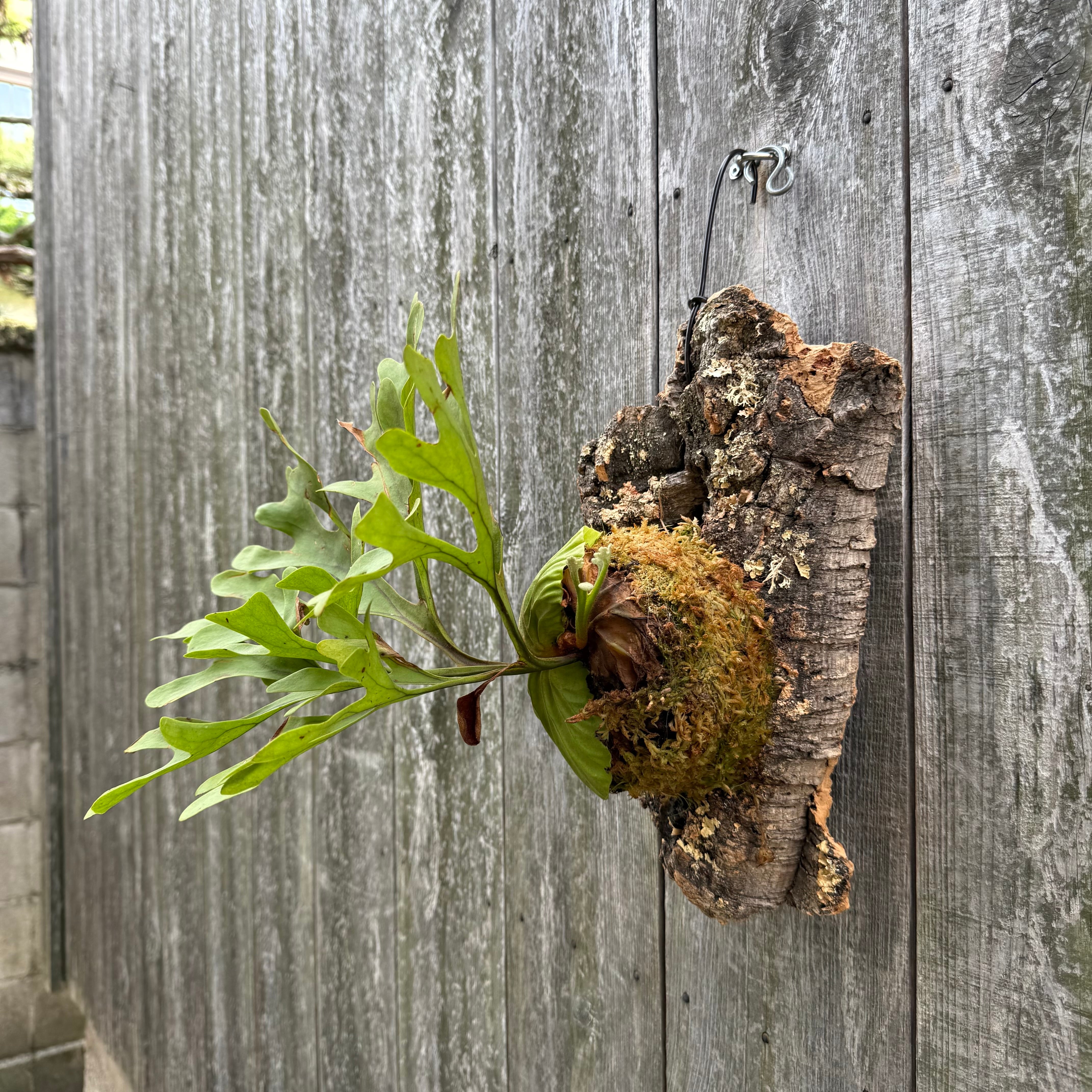 P.ridleyi wild | naturefix