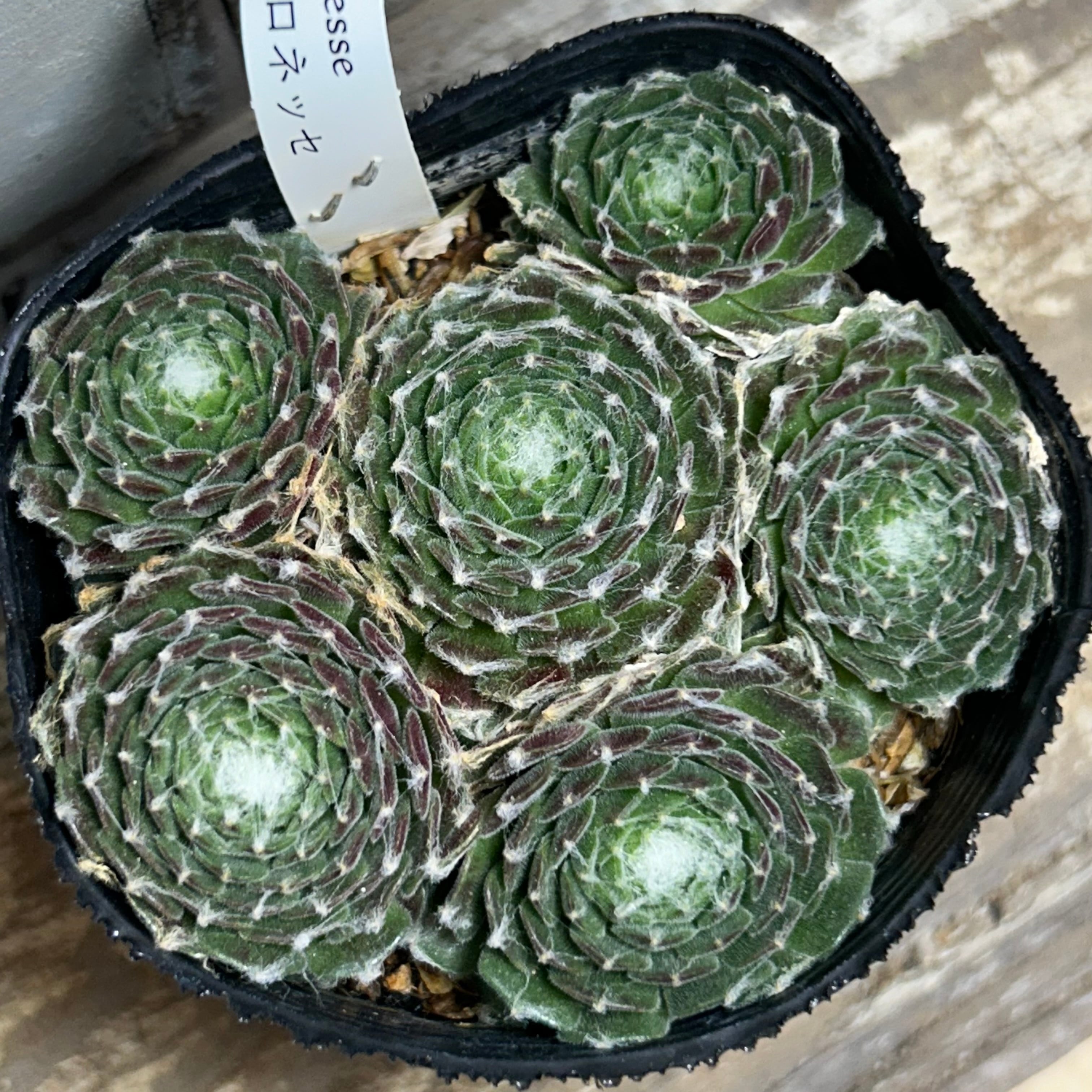 センペル | RuPo 多肉植物専門店