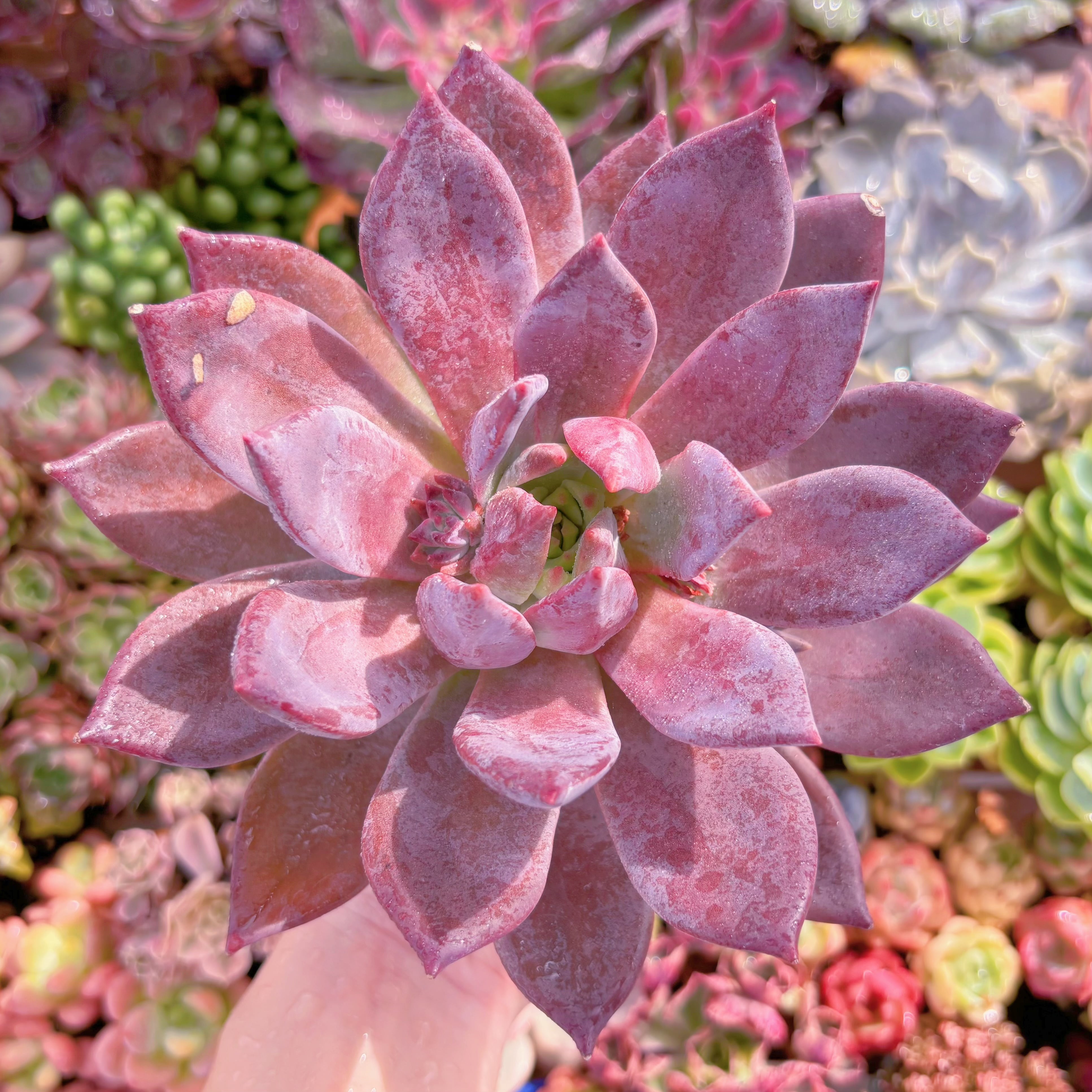 現品　唐雫#B53　大苗　るる農園