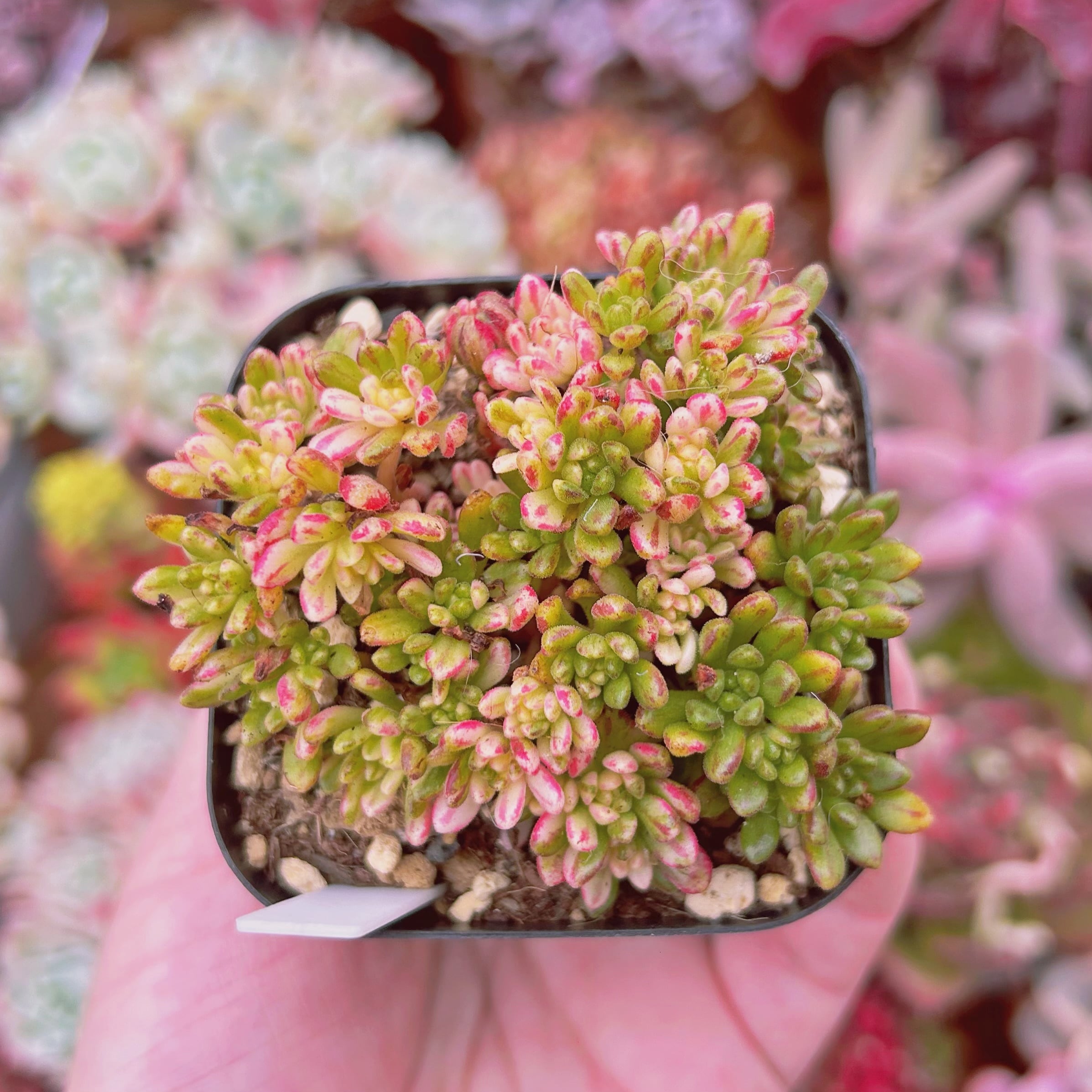 #597現物　多肉植物　小人祭り錦　抜き苗