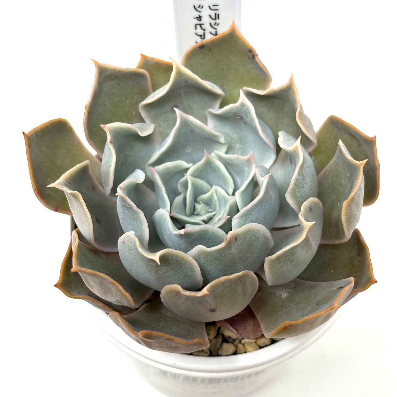 ♀リラシナ× ♂シャビアナペレグリナ【337】