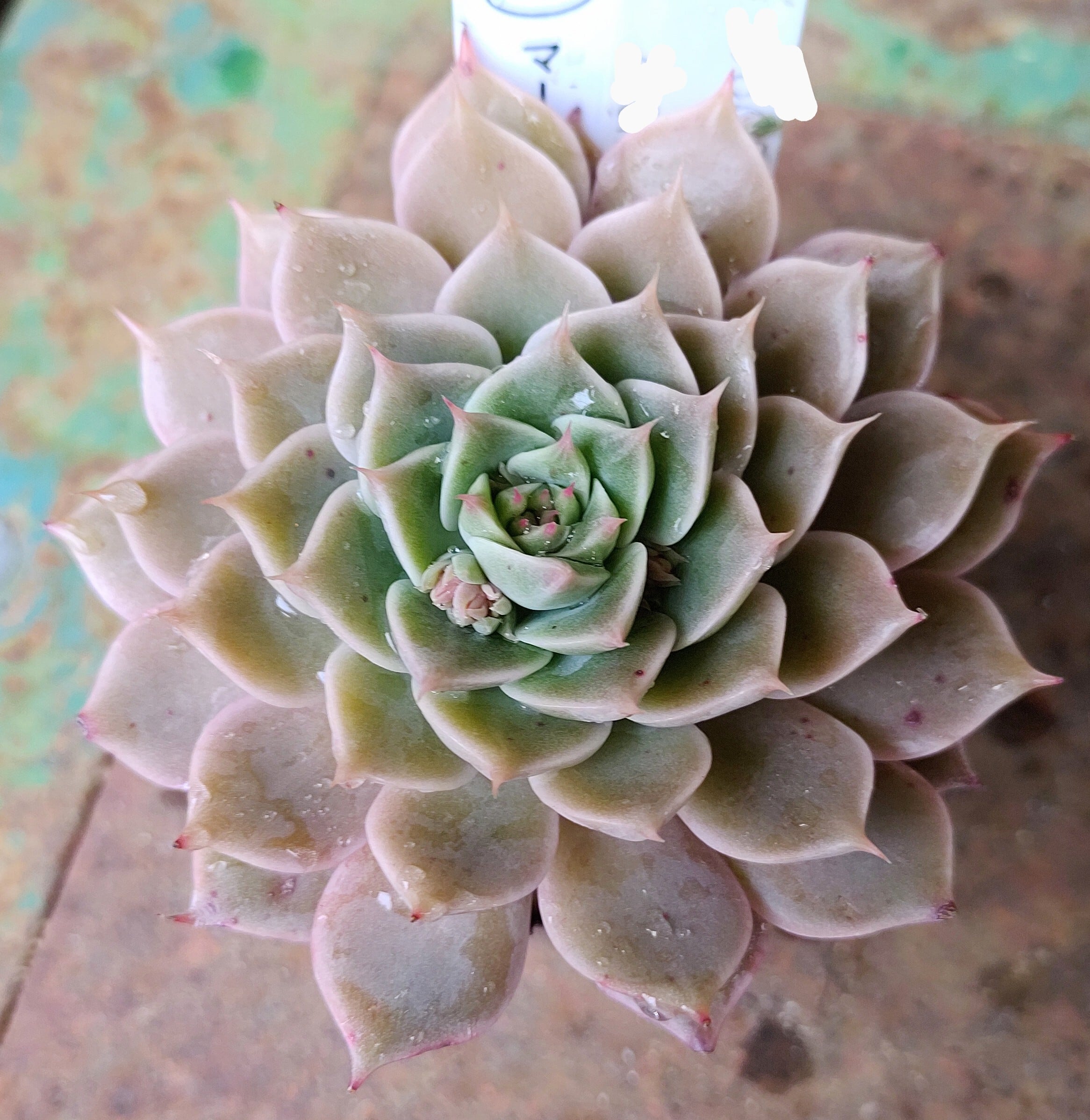 マーガレットレッピン | RuPo 多肉植物専門店