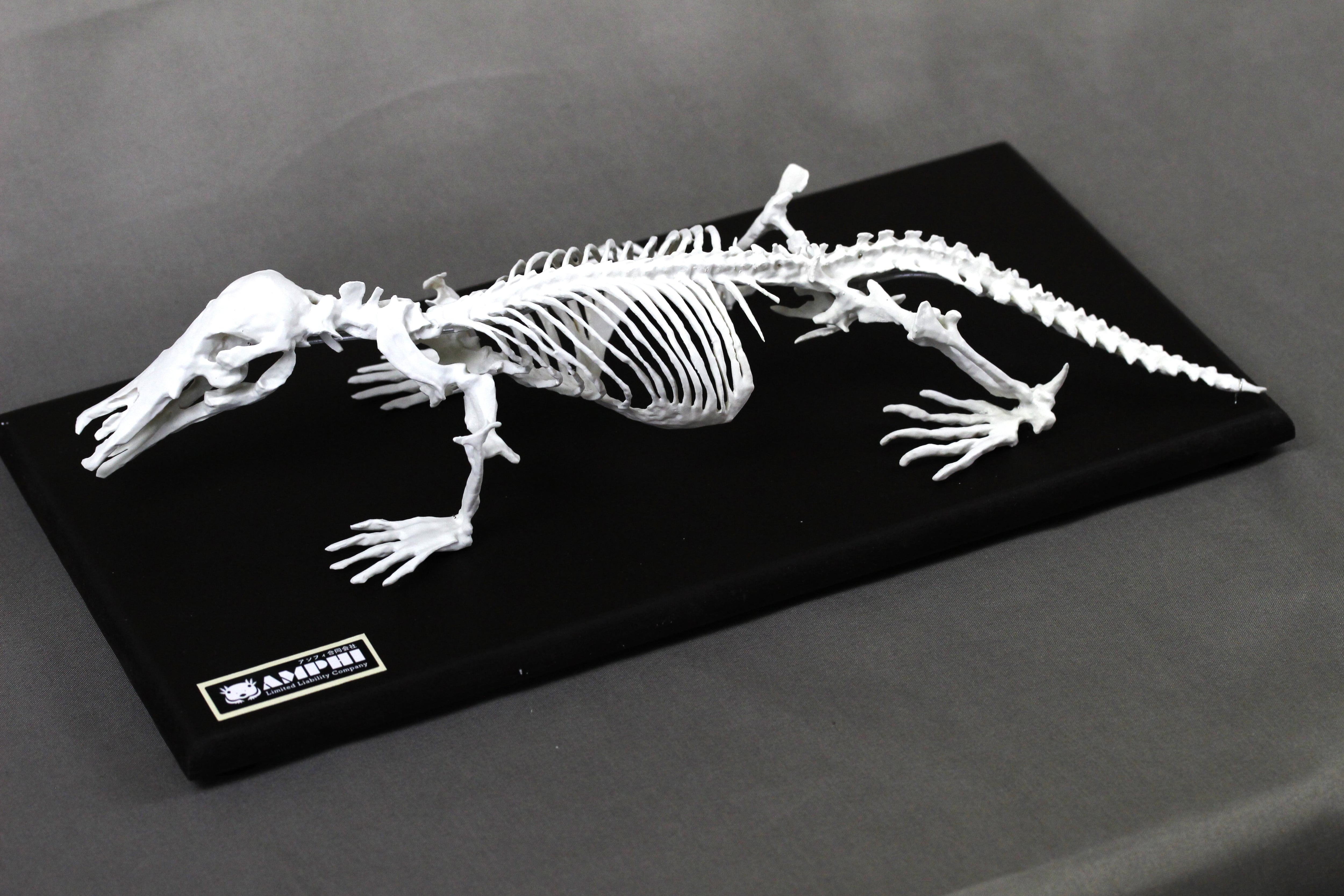 カモノハシ 縮小全身骨格レプリカ Platypus, miniature whole body