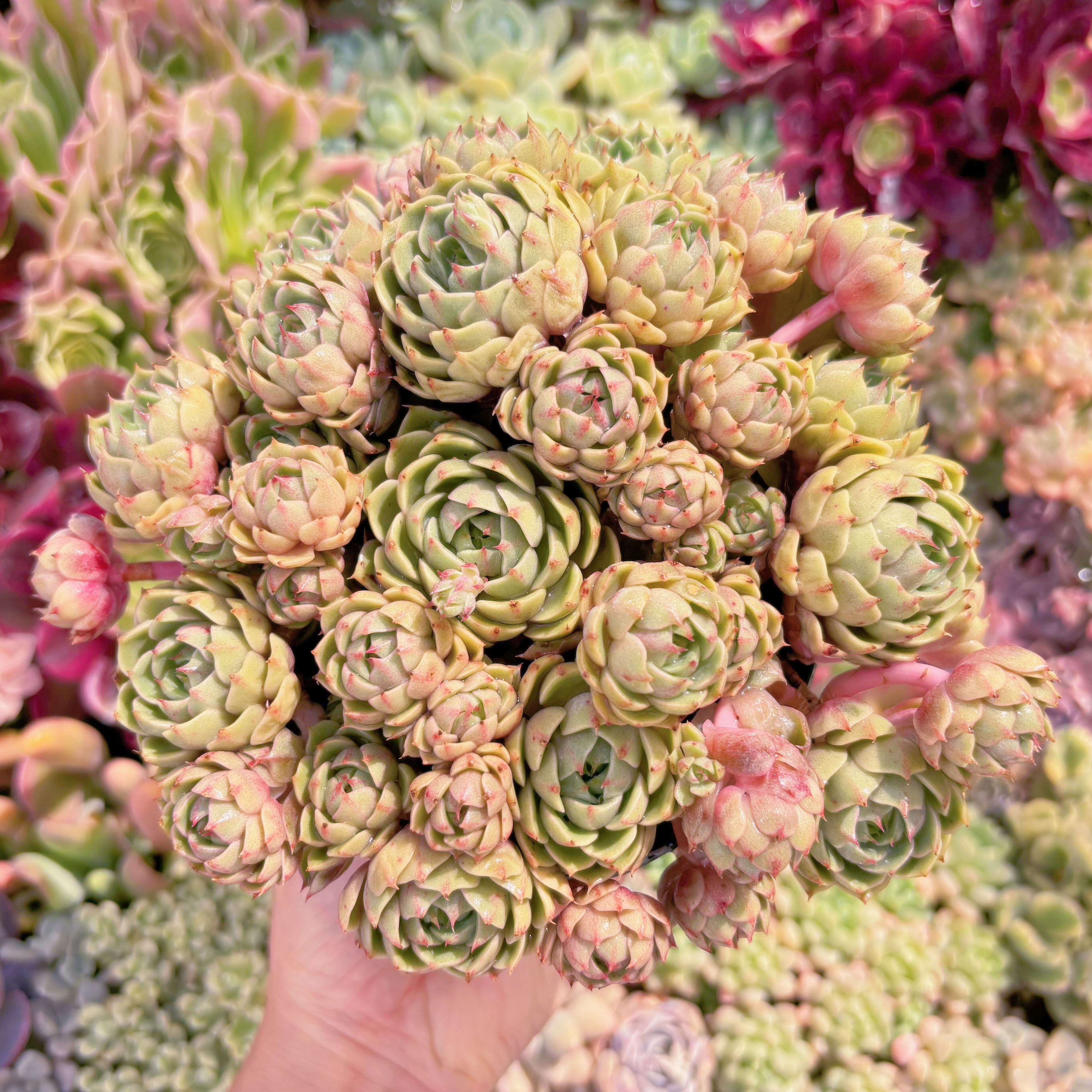 現品　ベンバディス#2002　特特大群生　新入荷　るる農園