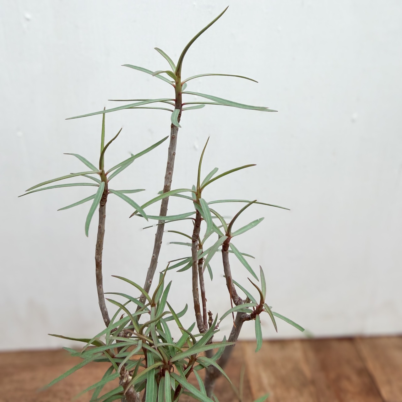 Euphorbia balsamifera【ユーフォルビア・バルサミフェラ】