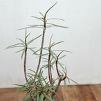 Euphorbia balsamifera【ユーフォルビア・バルサミフェラ】