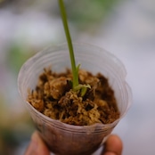 アンスリウム・ベイチー / Anthurium Veitchii / 観葉植物