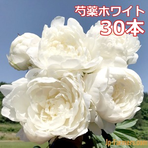 【早割10％OFF】2024産地直接依頼商品　芍薬の白　30本　