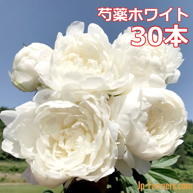 【早割10％OFF】2024産地直接依頼商品　芍薬の白　30本　