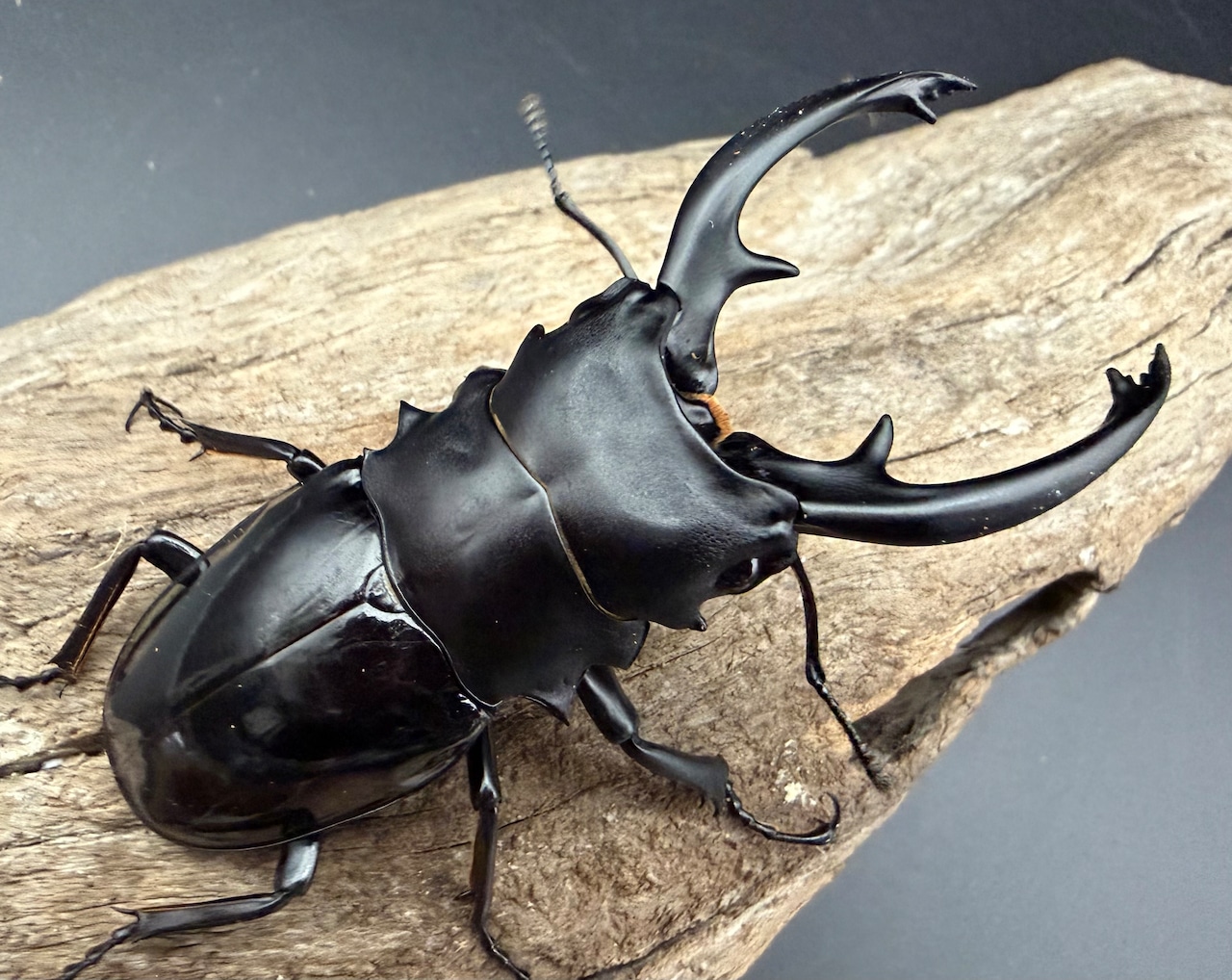 【WD】《インターメディアツヤクワガタ ガントン産 86mm ペア》