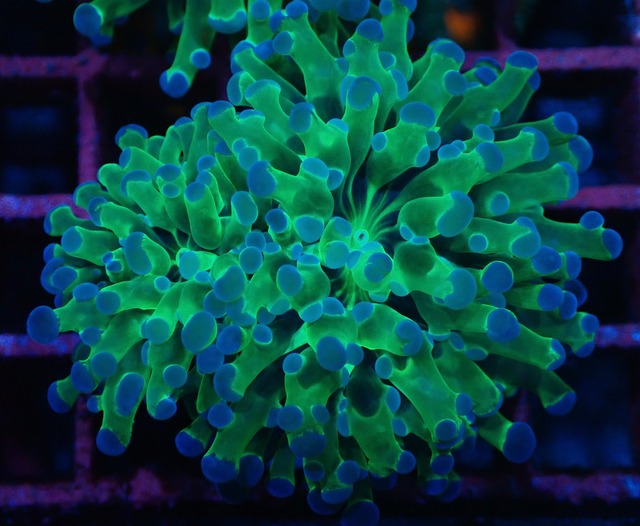 【現地買付】ParaDivisa ClearGreen 2