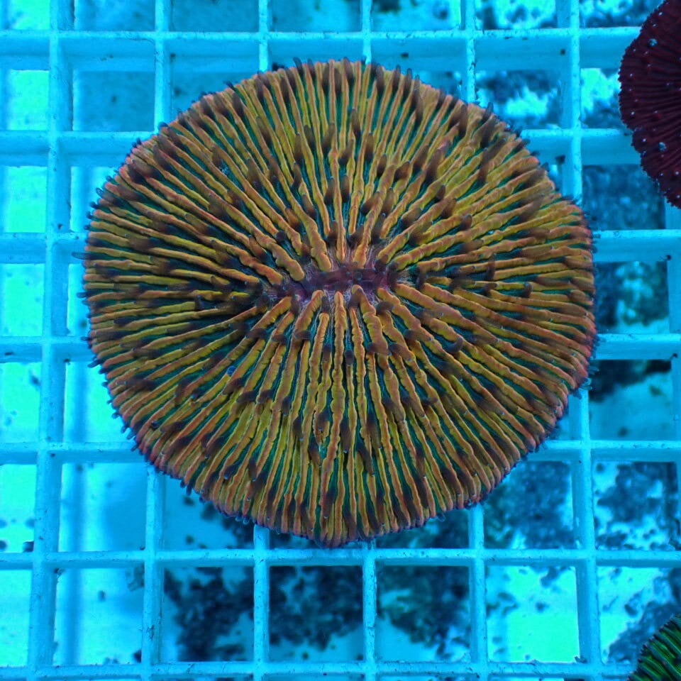 クサビライシ | HOUSE REEF(ハウスリーフ)サンゴ・海水魚・海藻・通販