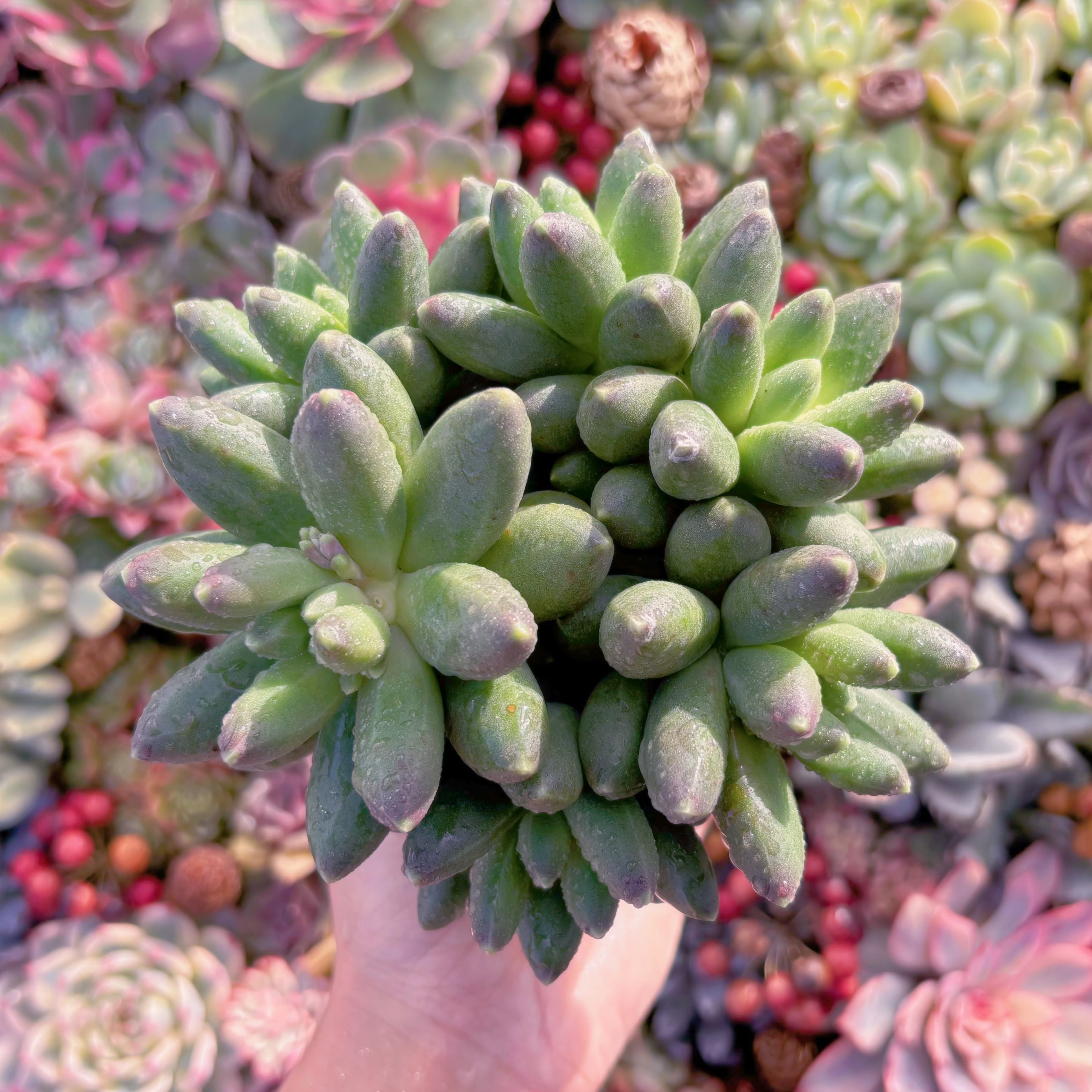 多肉植物　千代田　大群生　新入荷　るる農園