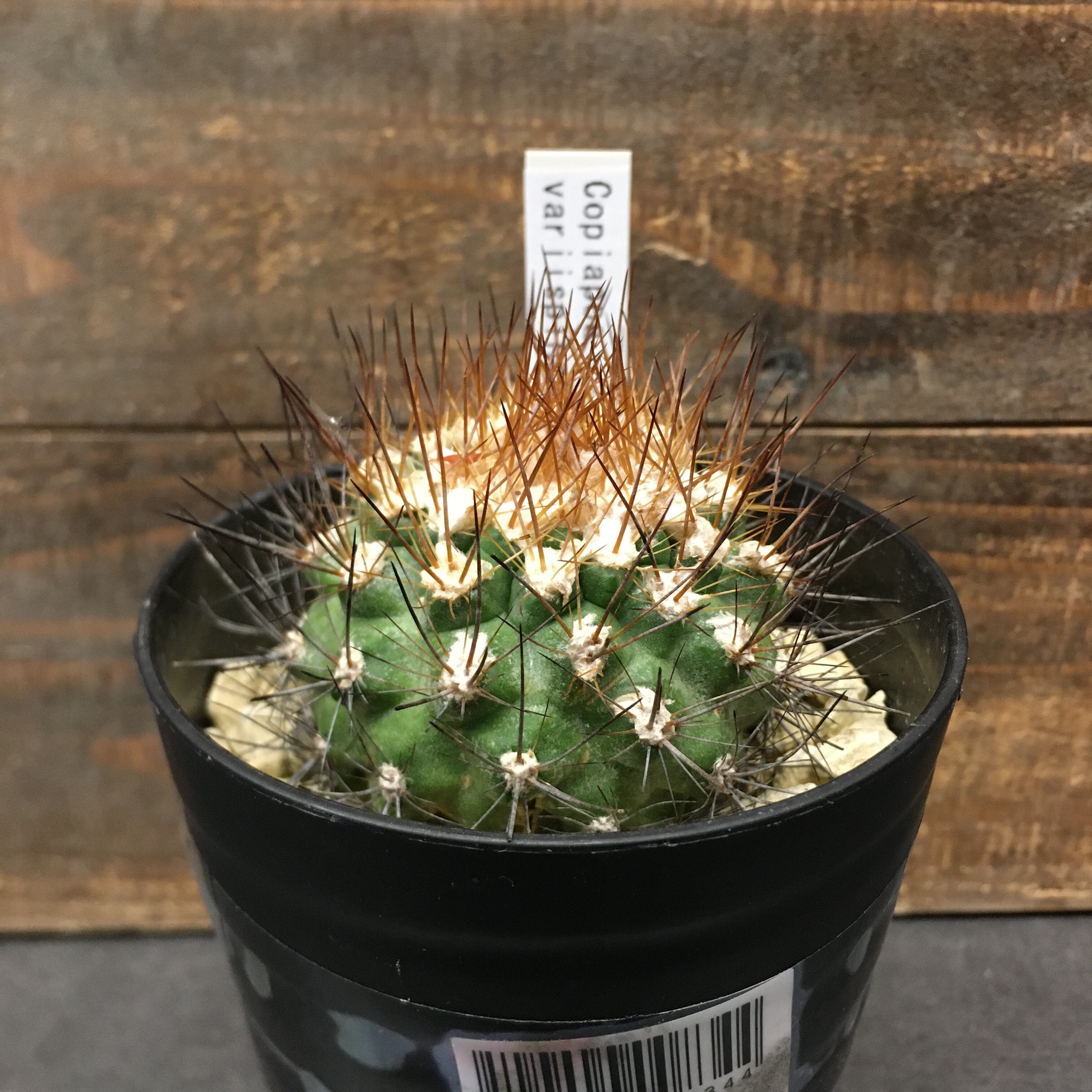 サボテン コピアポア バリスピナータ Protoleaf プロトリーフ