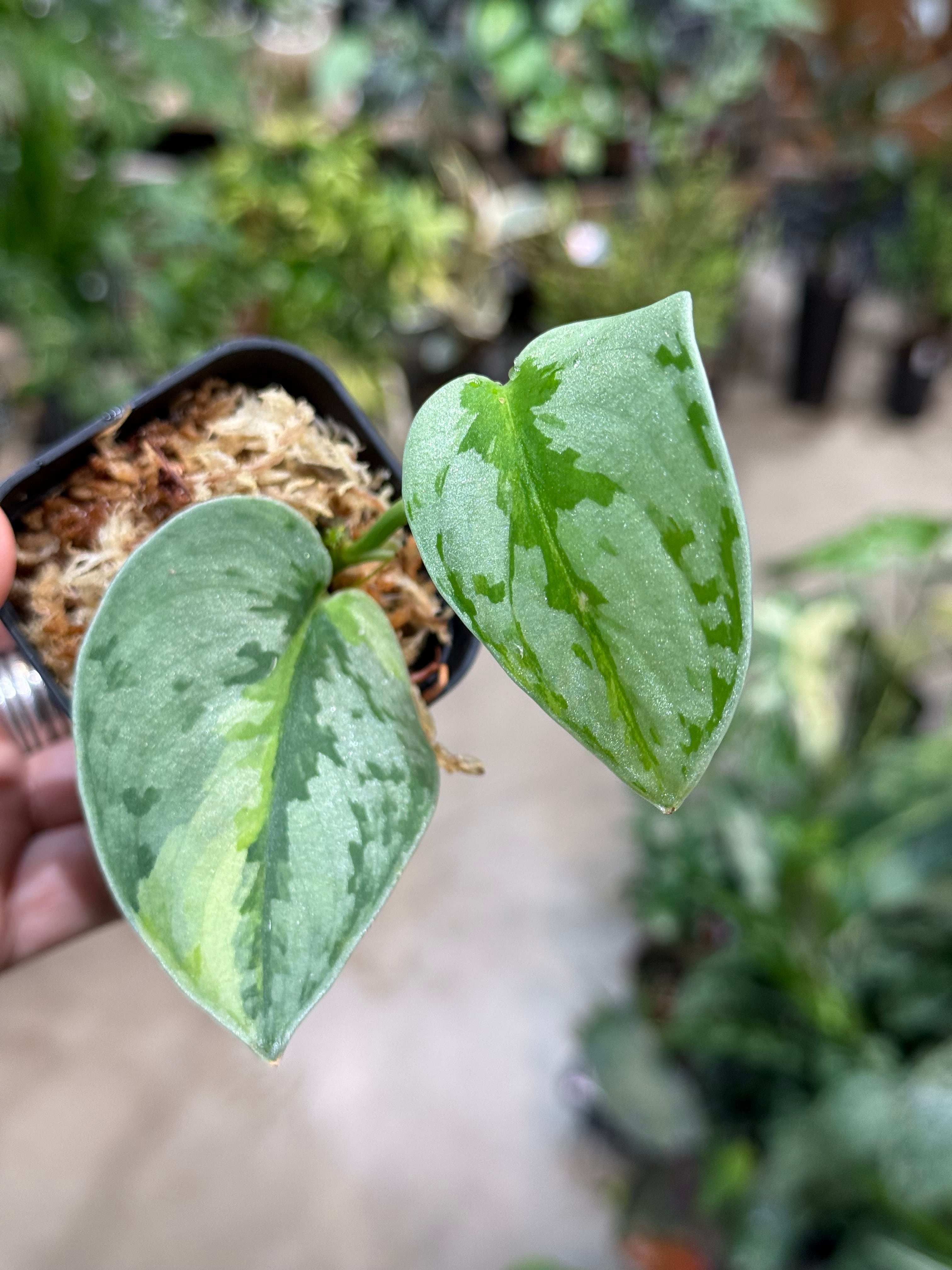 Anthurium red tiger(模型) | MIDORIYA 観葉植物専門店