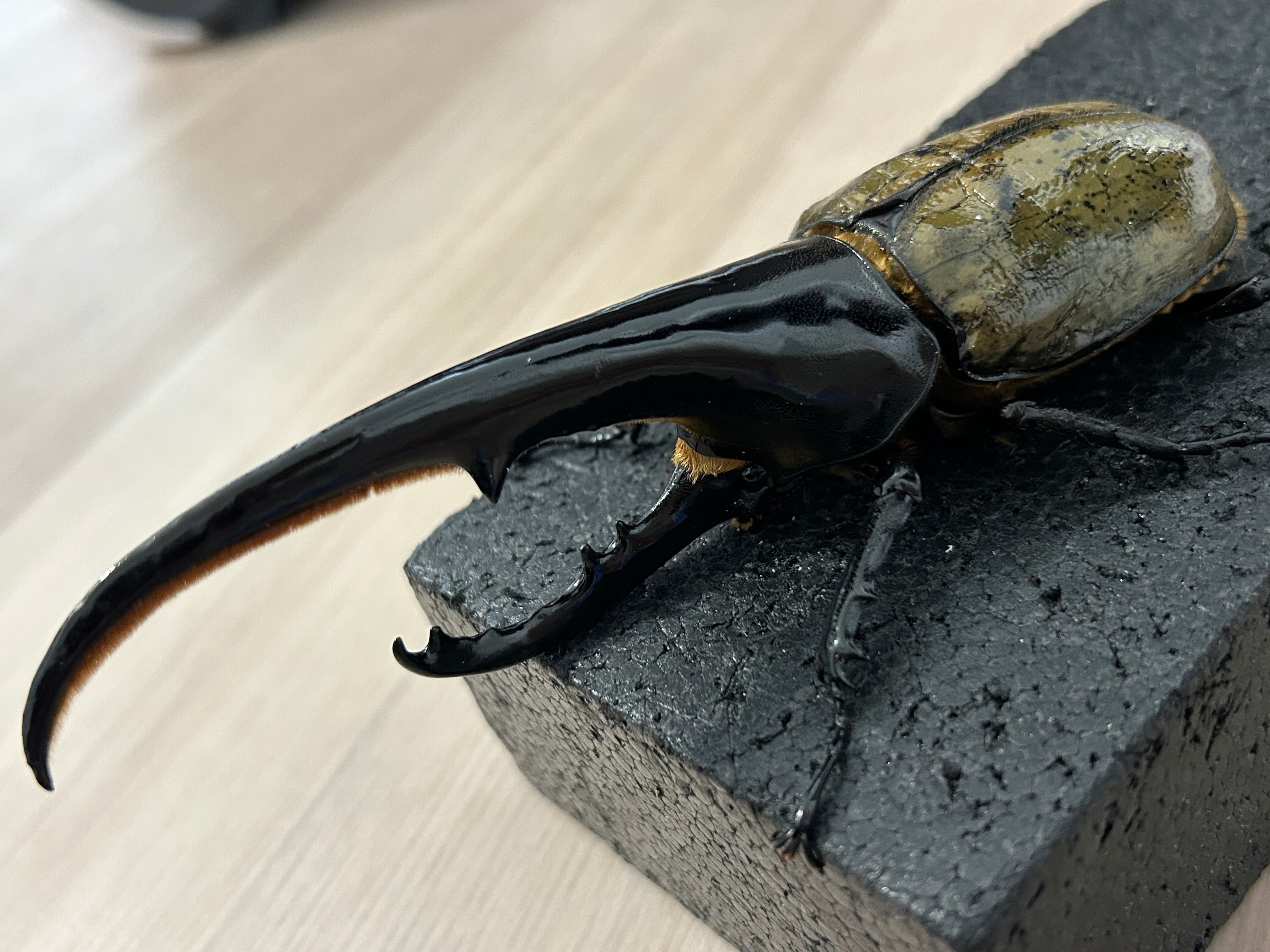 アートオブヘラクレス