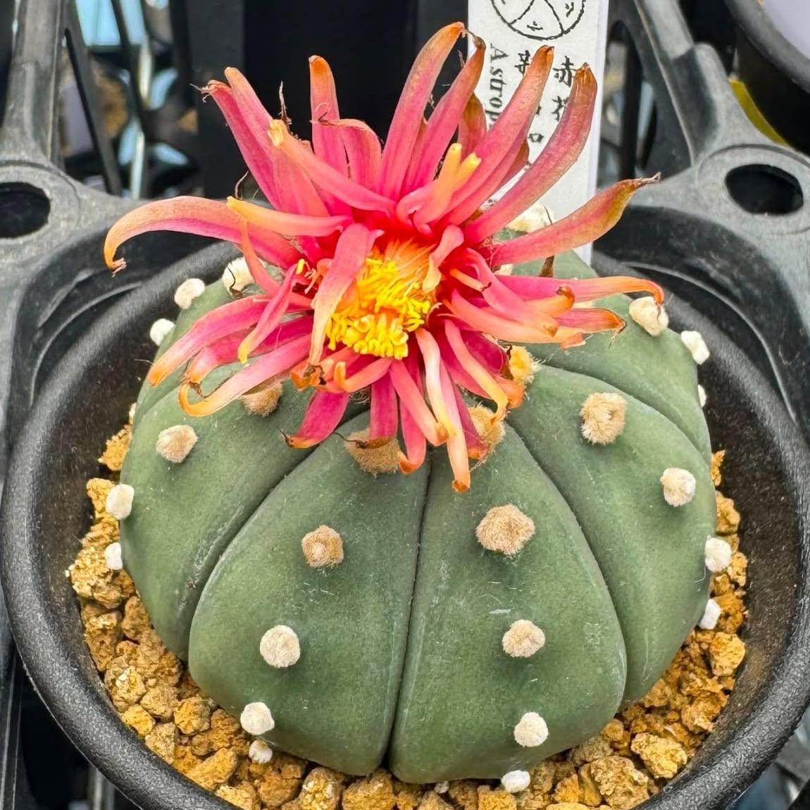 カブトマル　3.5号鉢つき　赤花❗5株セット❗ ⑧ 赤花兜 | 万緑 BAN RYOKU