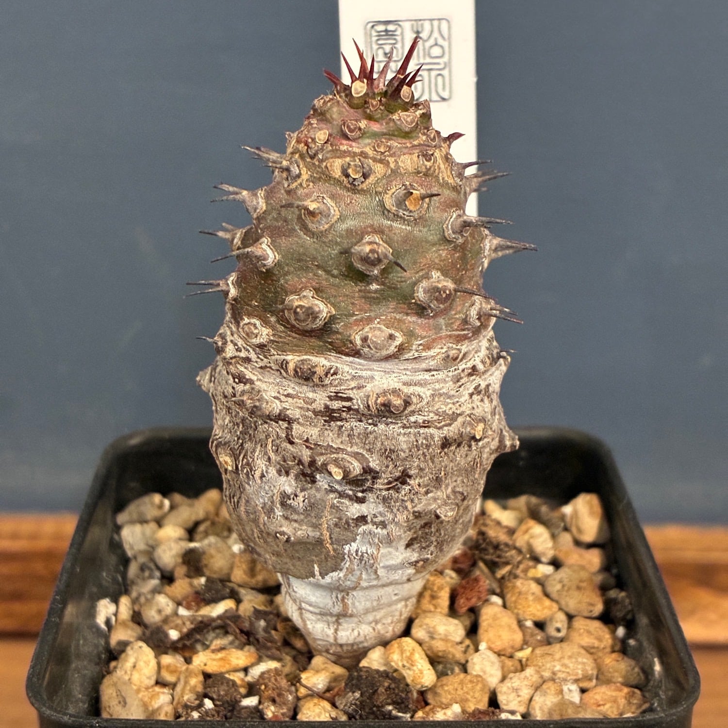 多肉植物 | PROTOLEAF プロトリーフ